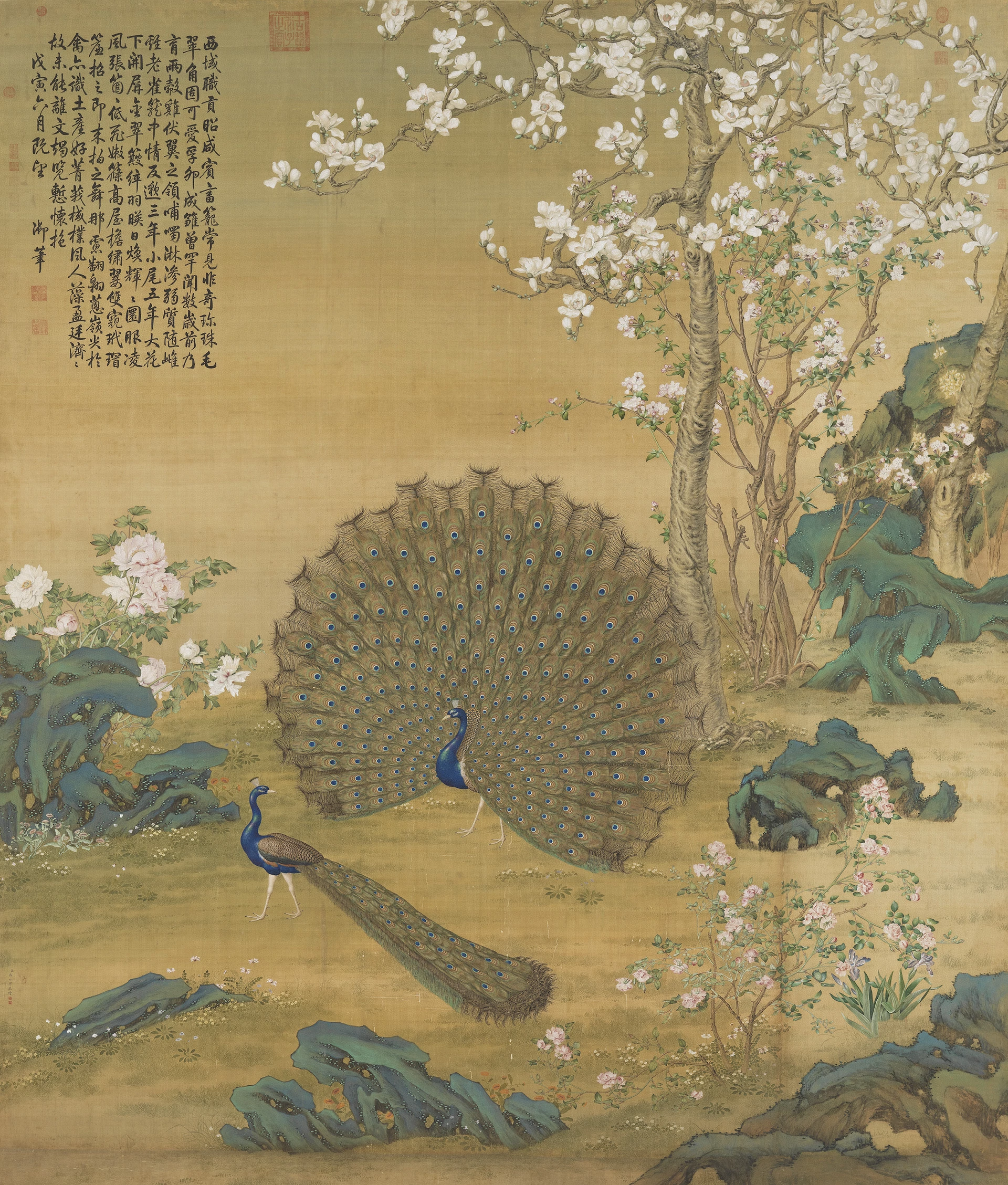 Peacock Spreading Its Tail Feathers, Giuseppe Castiglione (郎世寧)