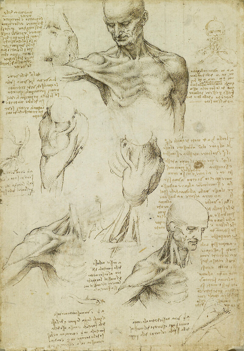 The superficial anatomy of the shoulder and neck scale comparison