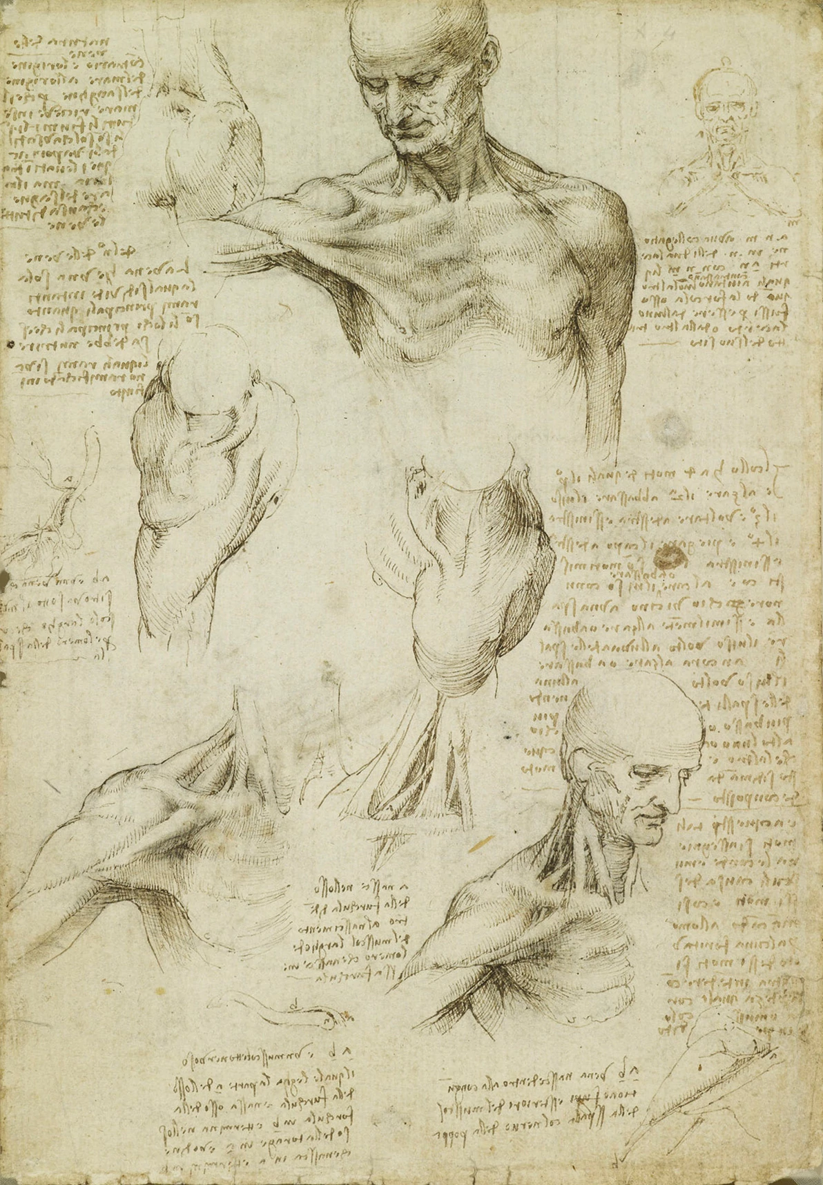 The superficial anatomy of the shoulder and neck, Leonardo da Vinci