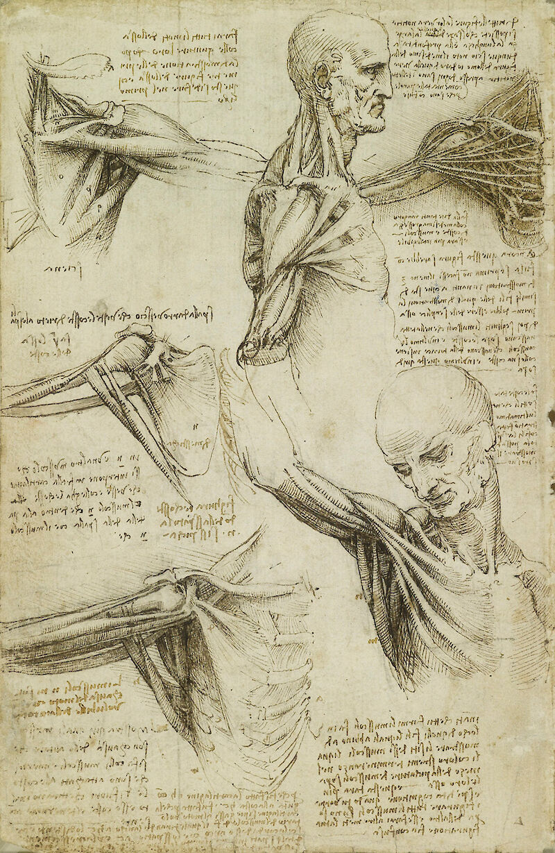 The muscles of the shoulder scale comparison