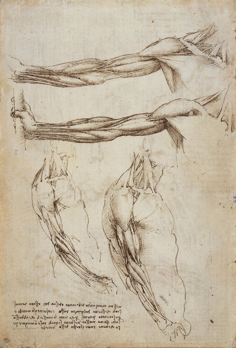 The veins and muscles of the arm scale comparison