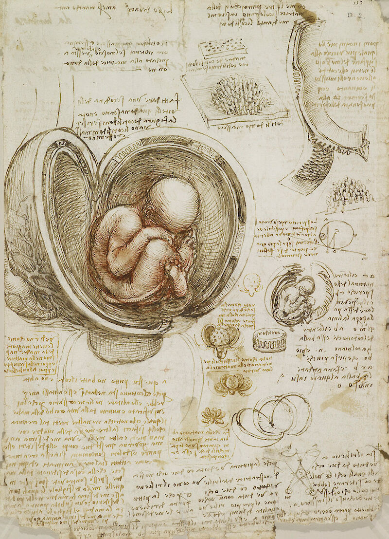 The foetus in the womb scale comparison