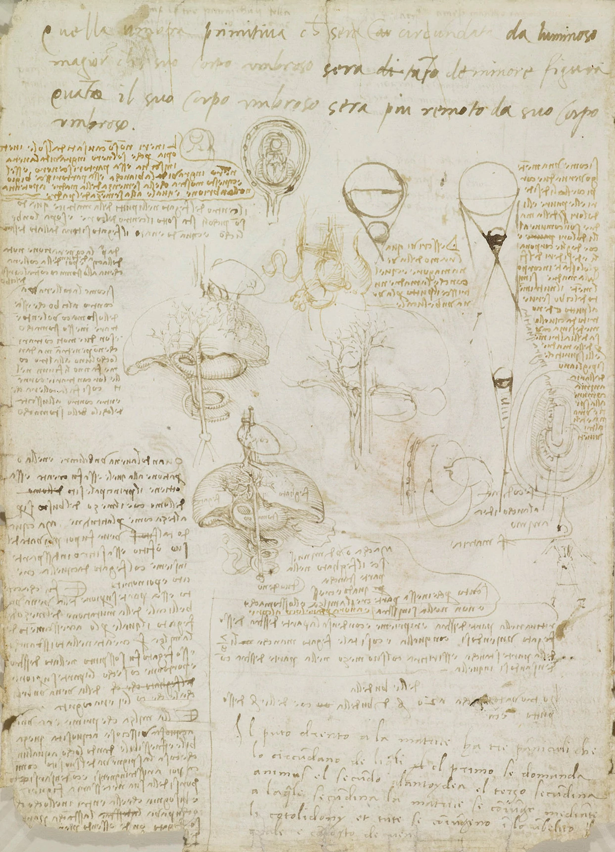 Notes on reproduction, Leonardo da Vinci