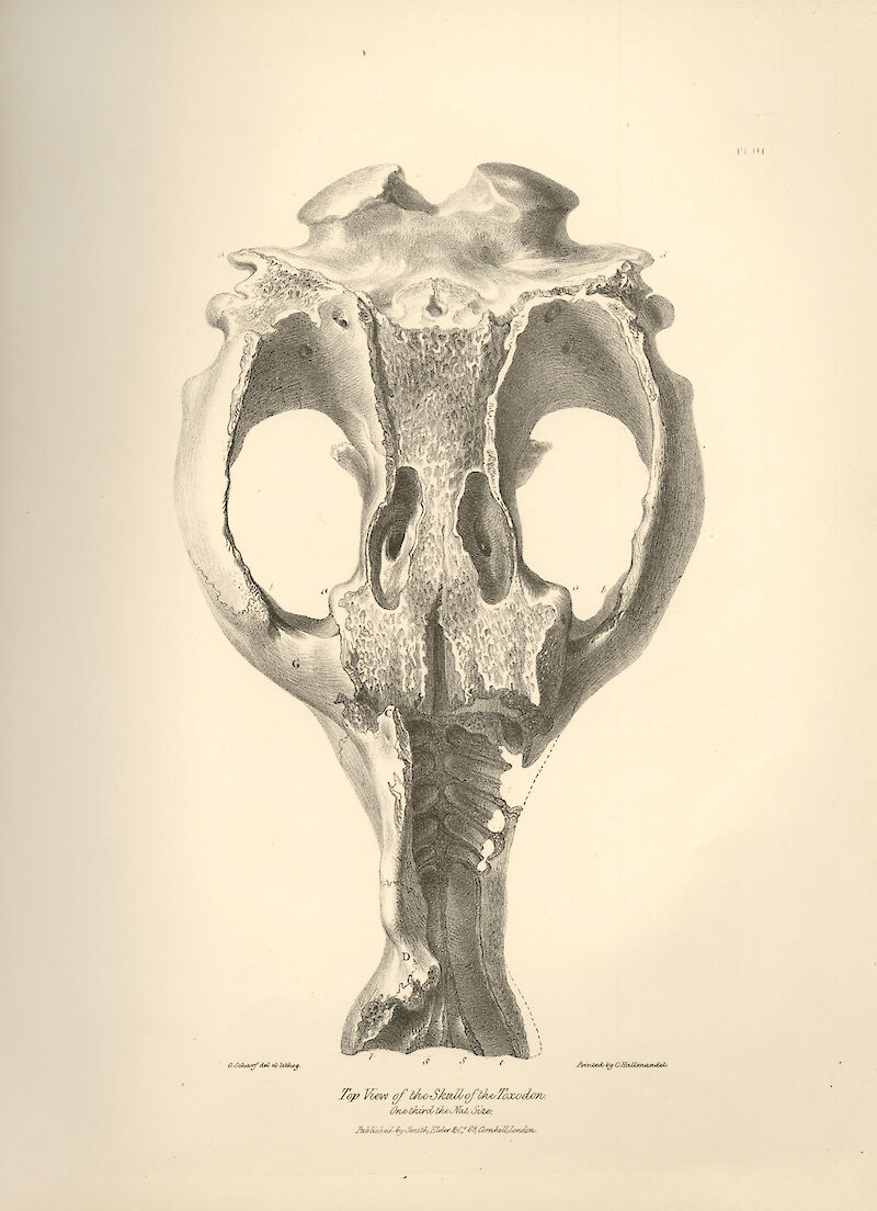 Top View of the Skull of Toxodon scale comparison