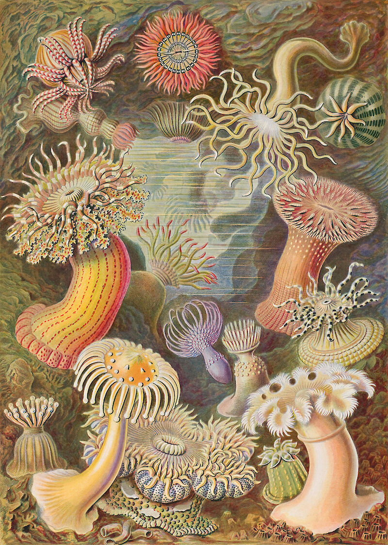 Art Forms in Nature, Plate 49: Actiniae scale comparison