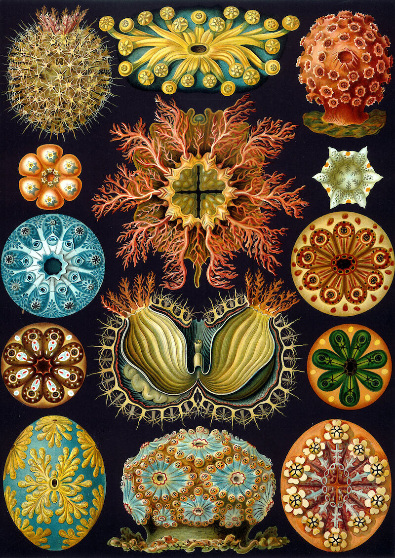 Art Forms in Nature, Plate 85: Ascidiacea scale comparison