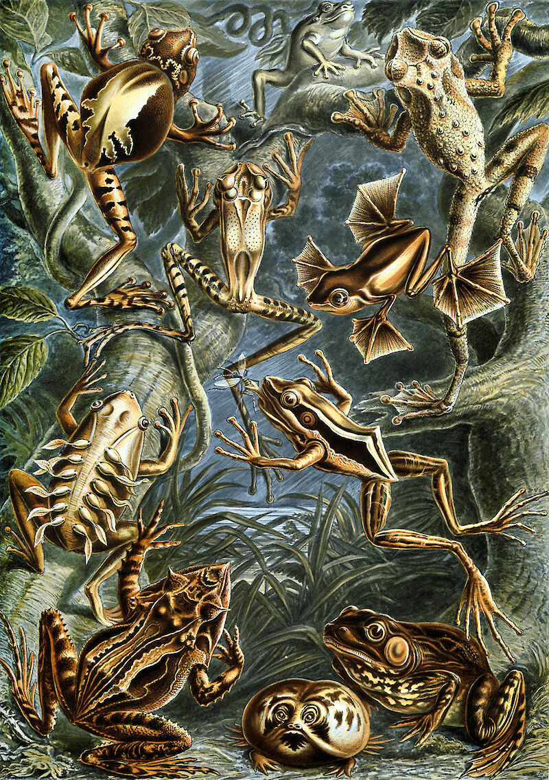 Art Forms in Nature, Plate 68: Batrachia scale comparison