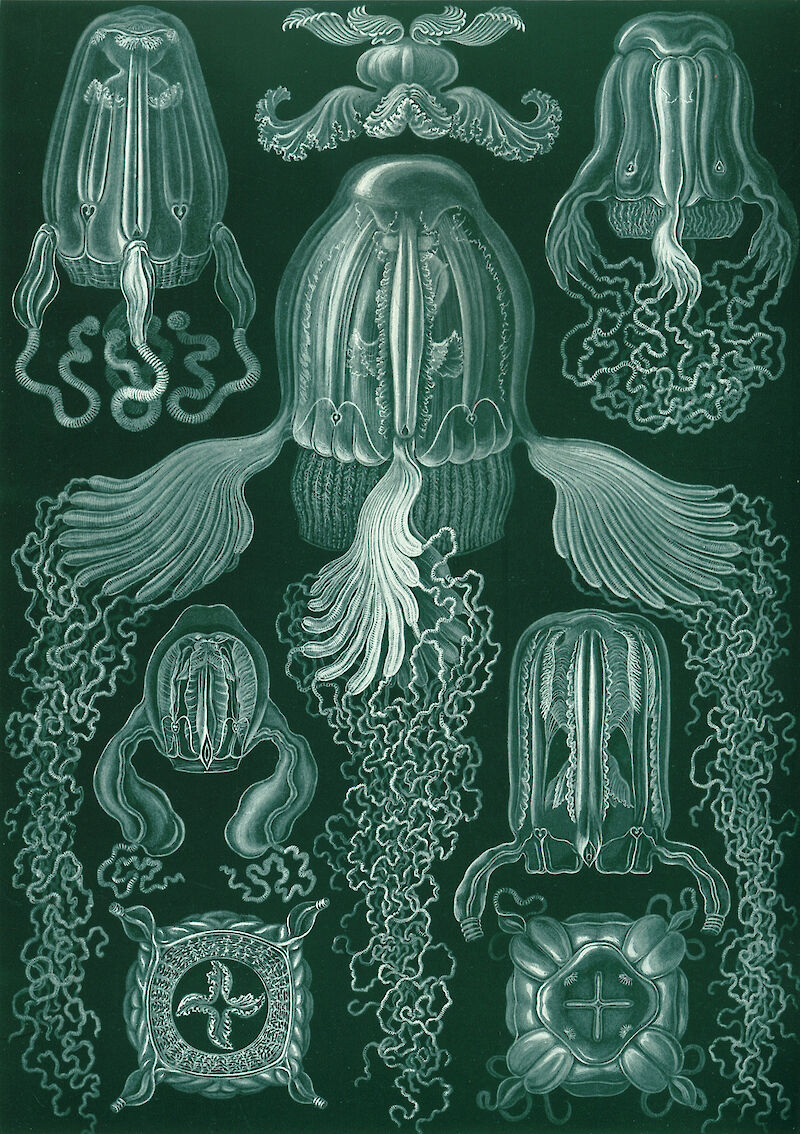 Art Forms in Nature, Plate 78: Cubomedusae scale comparison