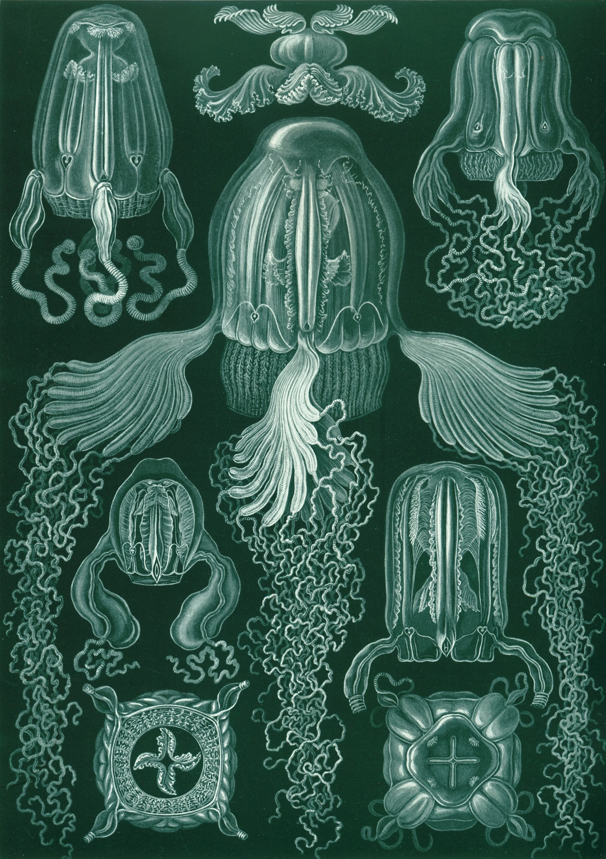 Art Forms in Nature, Plate 78: Cubomedusae, Ernst Haeckel