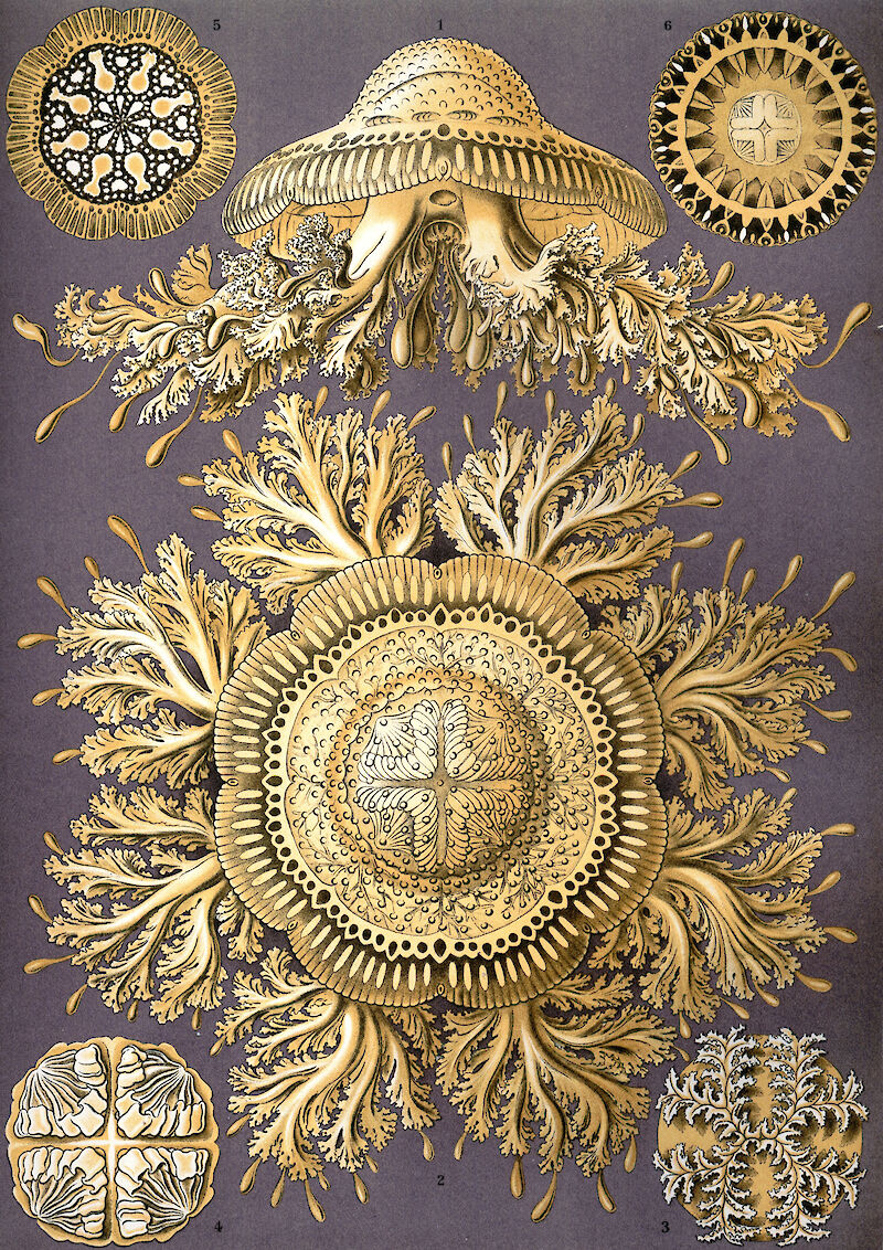 Art Forms in Nature, Plate 28: Discomedusae scale comparison