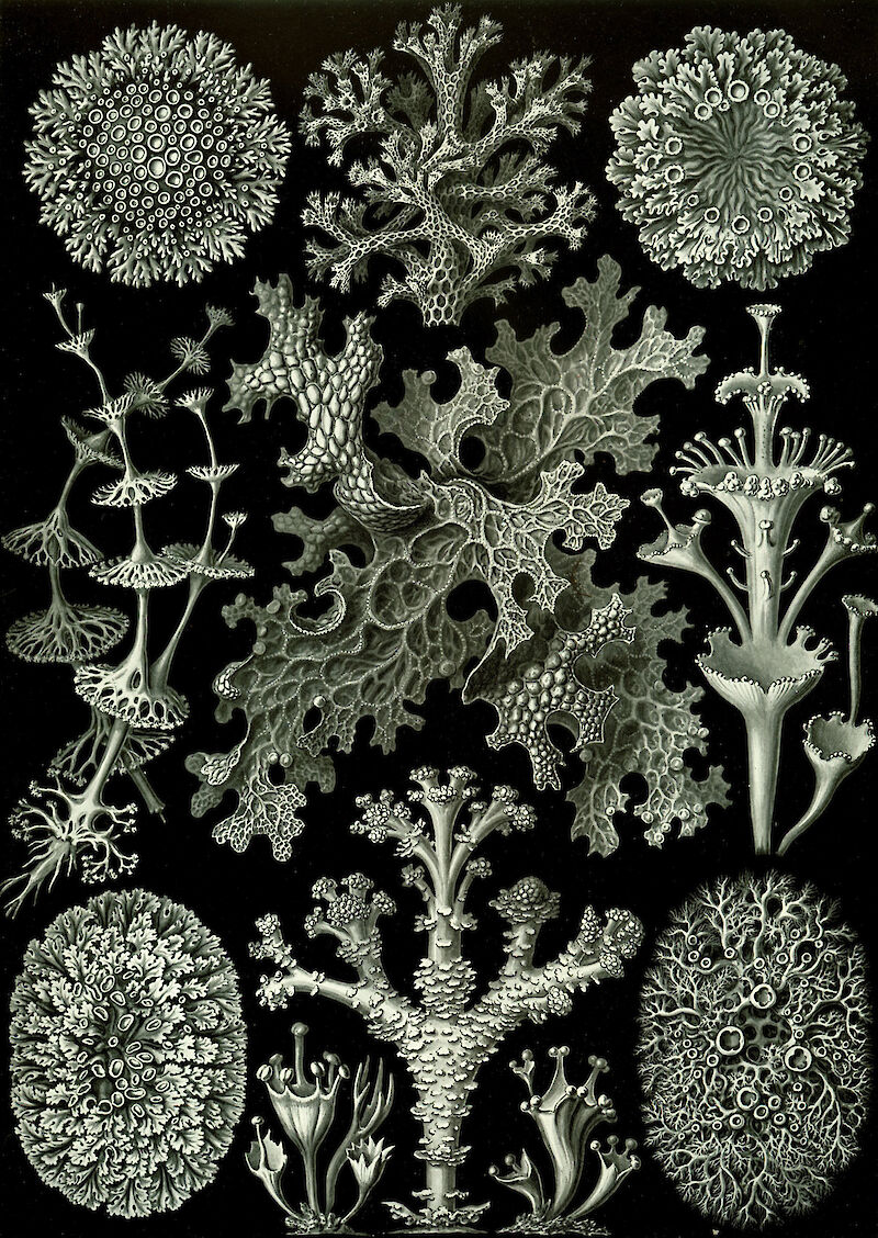 Art Forms in Nature, Plate 83: Lichenes scale comparison