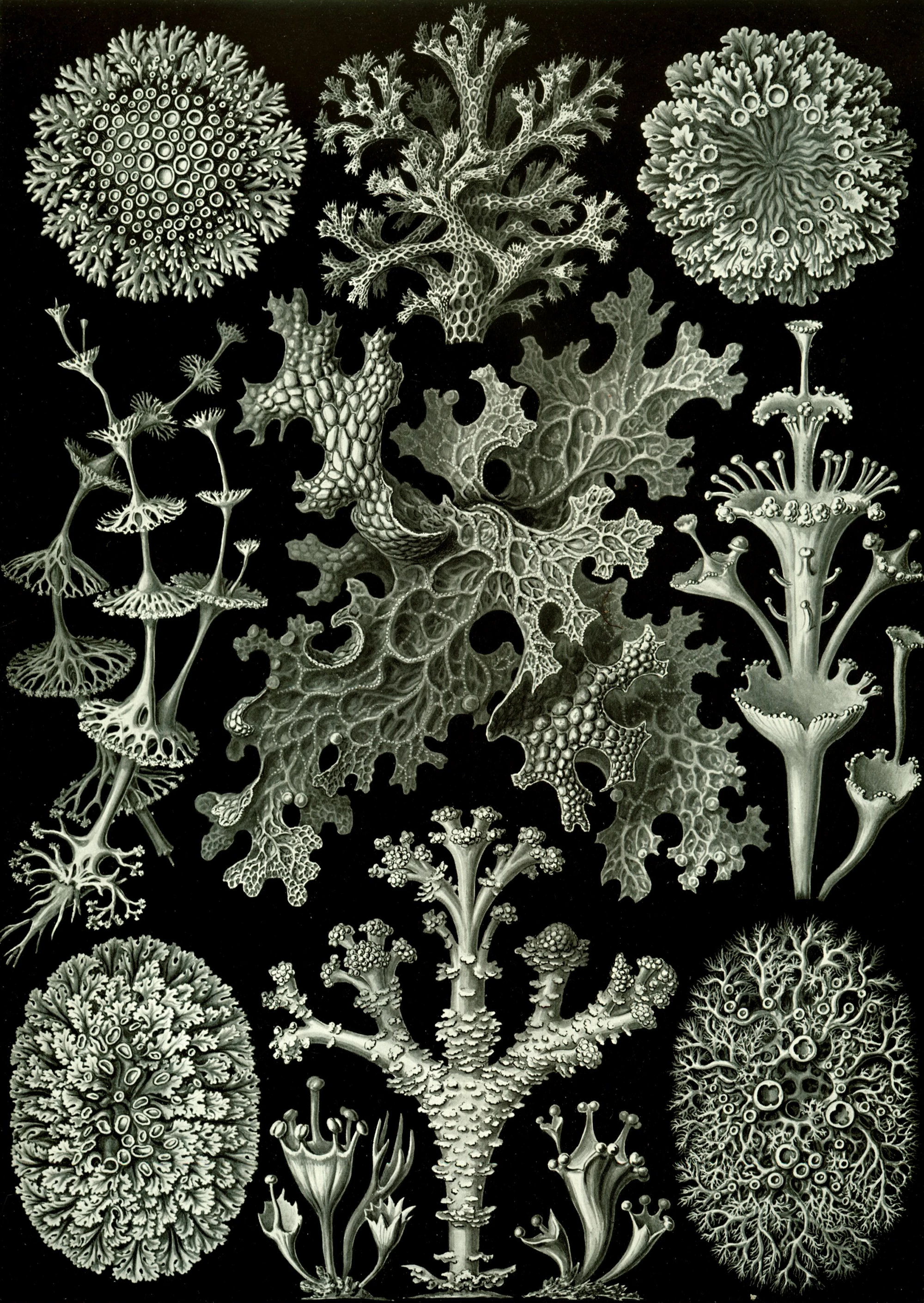 Art Forms in Nature, Plate 83: Lichenes, Ernst Haeckel