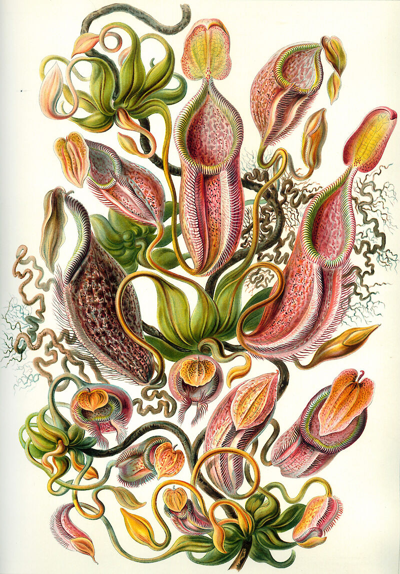 Art Forms in Nature, Plate 62: Nepenthaceae scale comparison