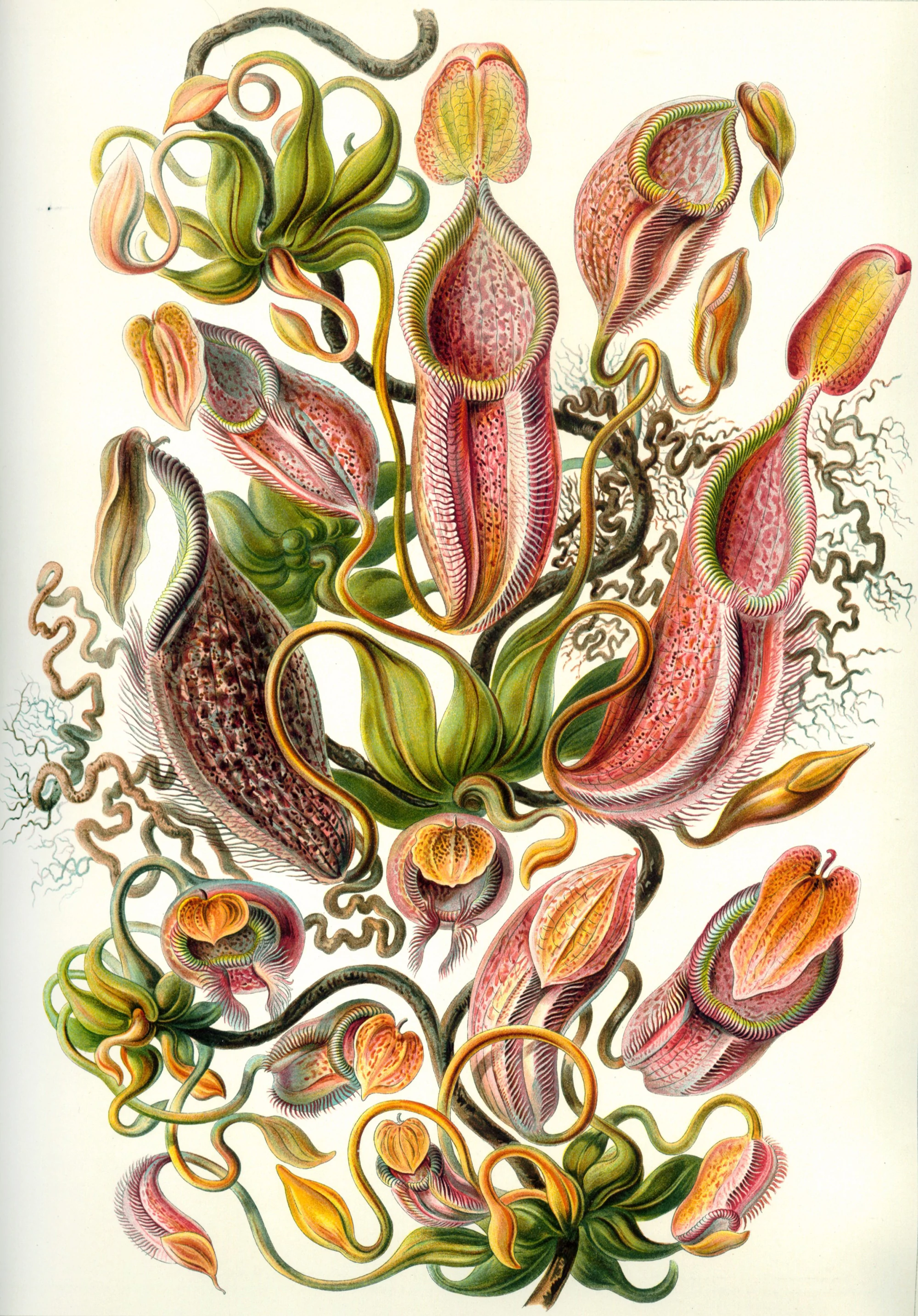 Art Forms in Nature, Plate 62: Nepenthaceae, Ernst Haeckel