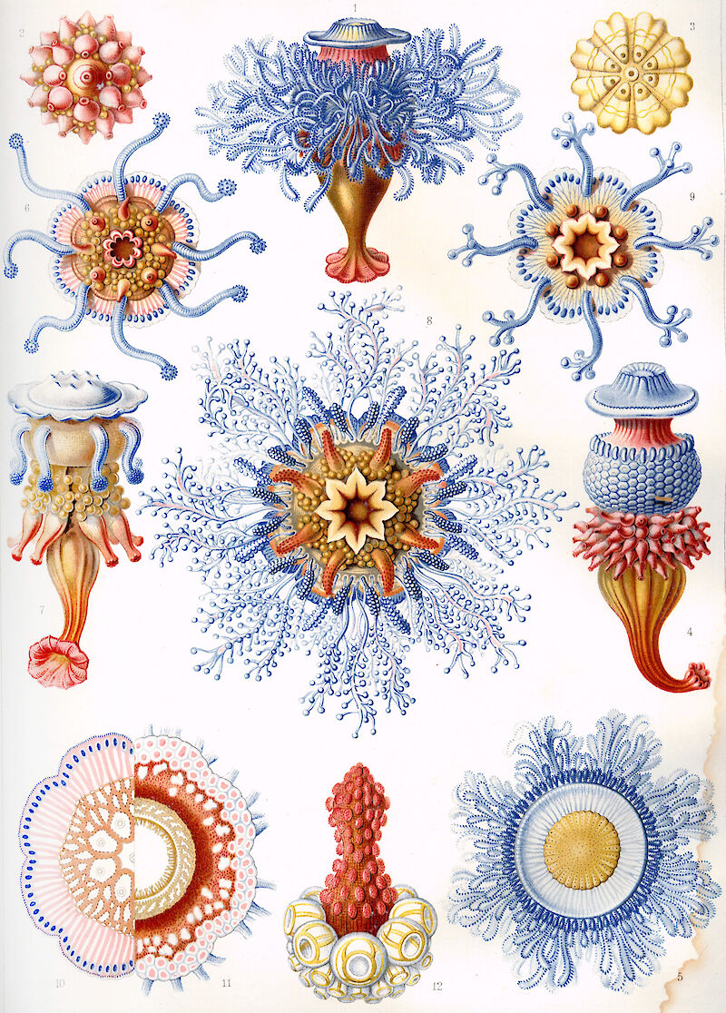 Art Forms in Nature, Plate 17: Siphonophorae scale comparison
