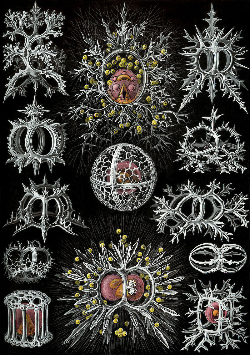 Art Forms in Nature, Plate 71: Stephoidea scale comparison