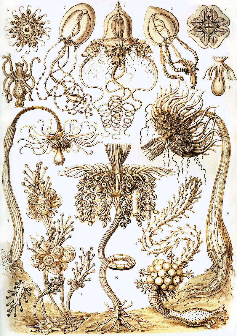 Art Forms in Nature, Plate 6: Tubulariae scale comparison