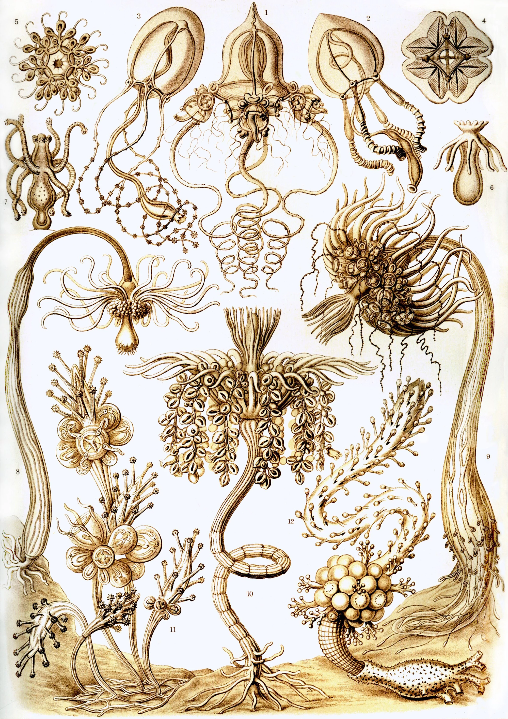 Art Forms in Nature, Plate 6: Tubulariae, Ernst Haeckel