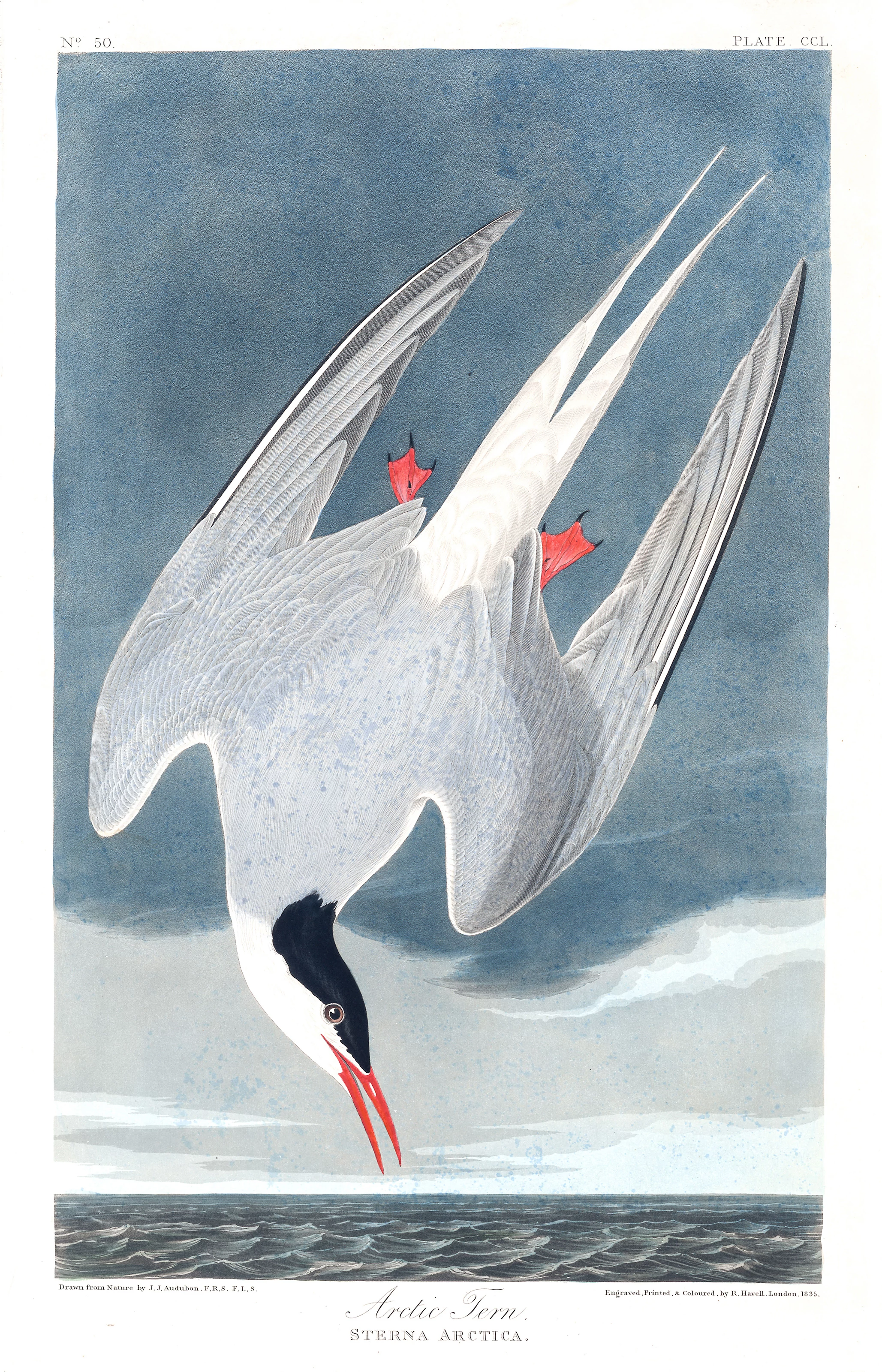 Arctic Tern, John James Audubon
