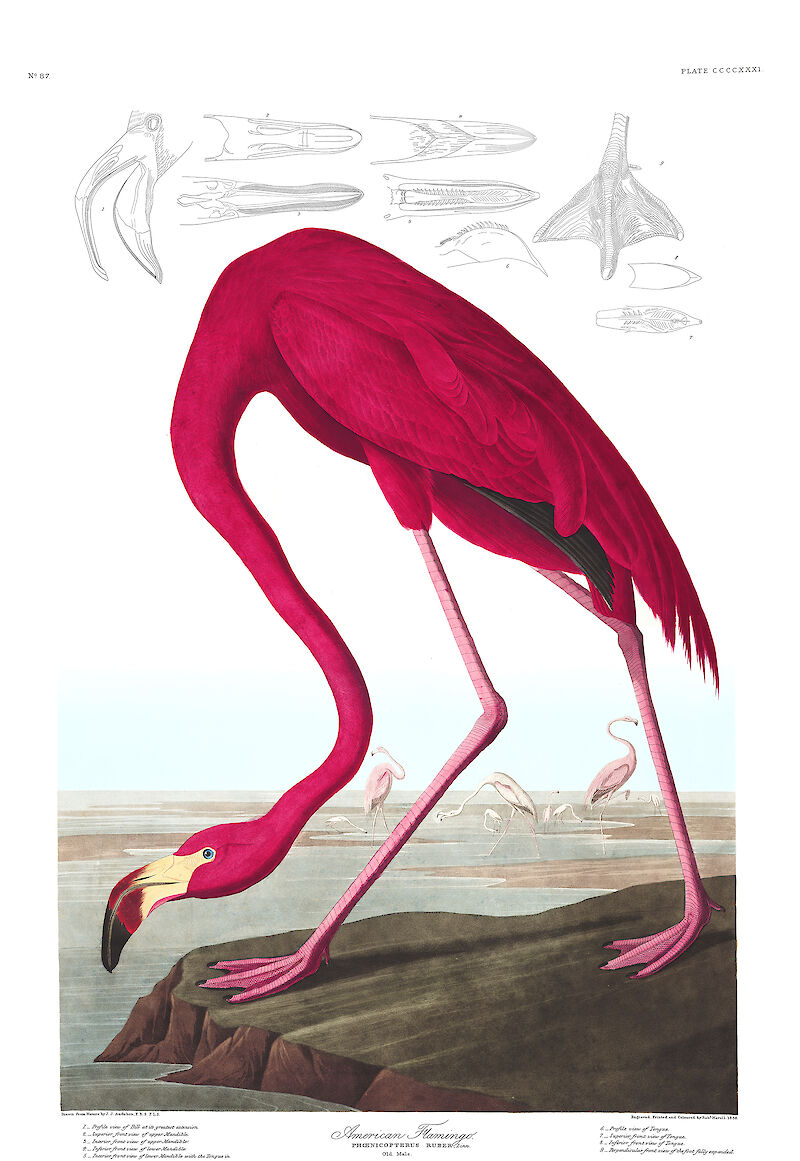 American Flamingo scale comparison