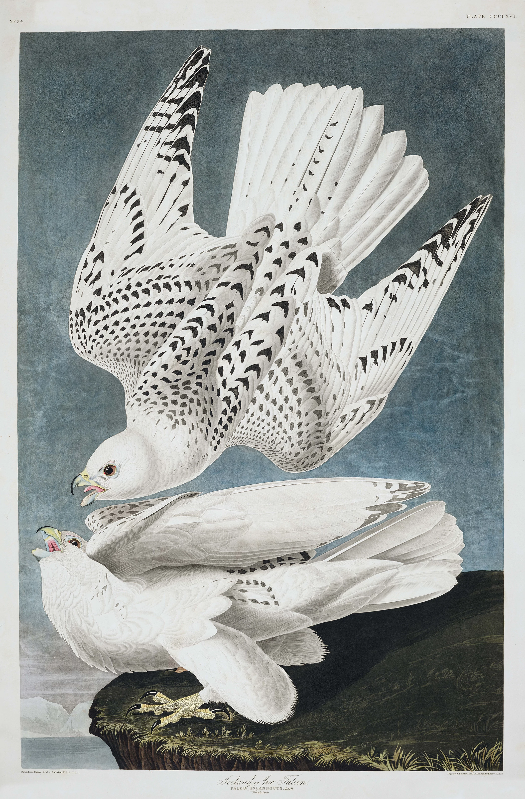 Iceland, or Jer Falcon, John James Audubon
