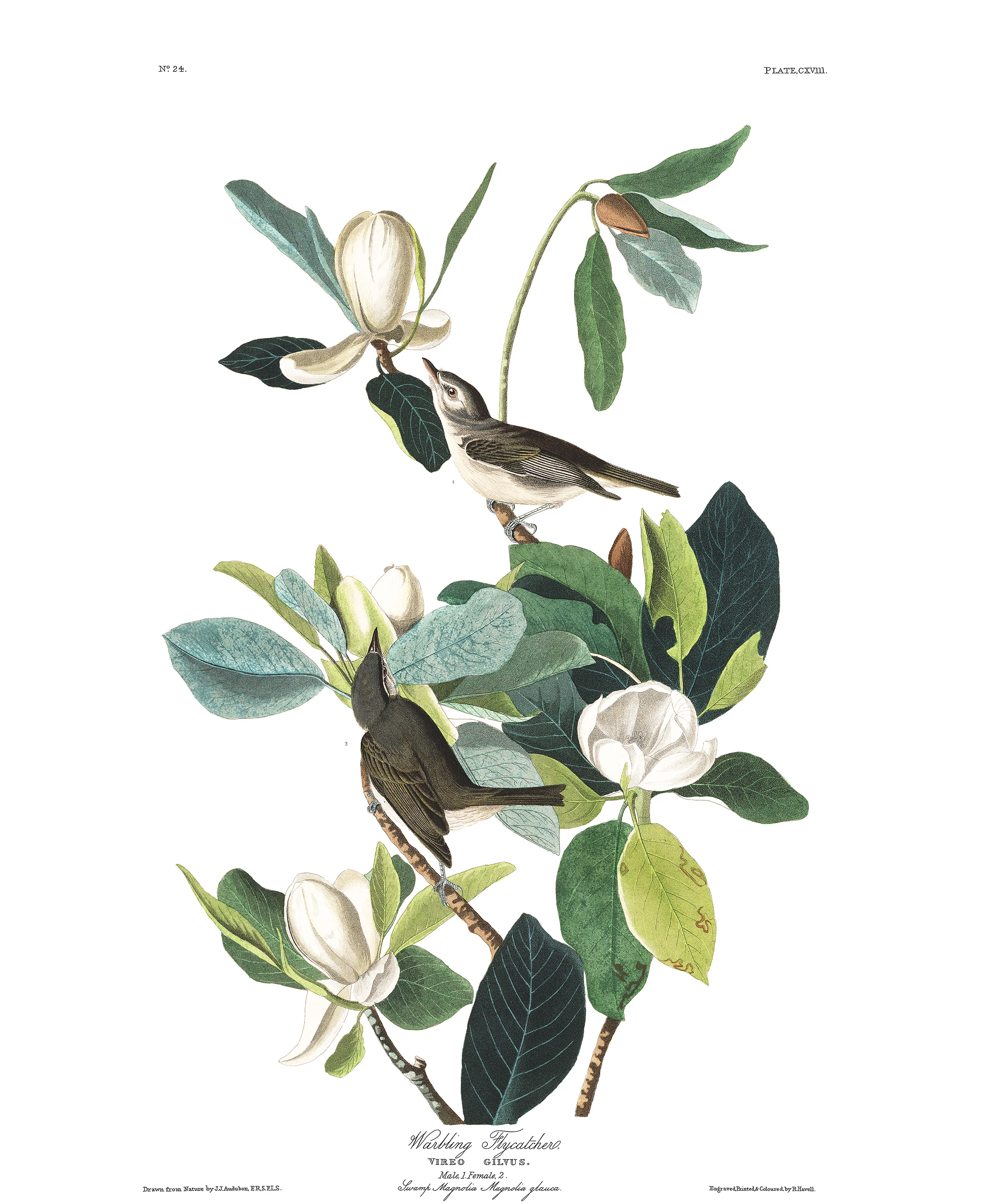 Warbling Flycatcher, John James Audubon