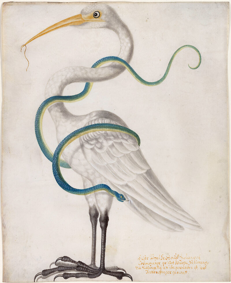 Heron Encircled by a Snake scale comparison