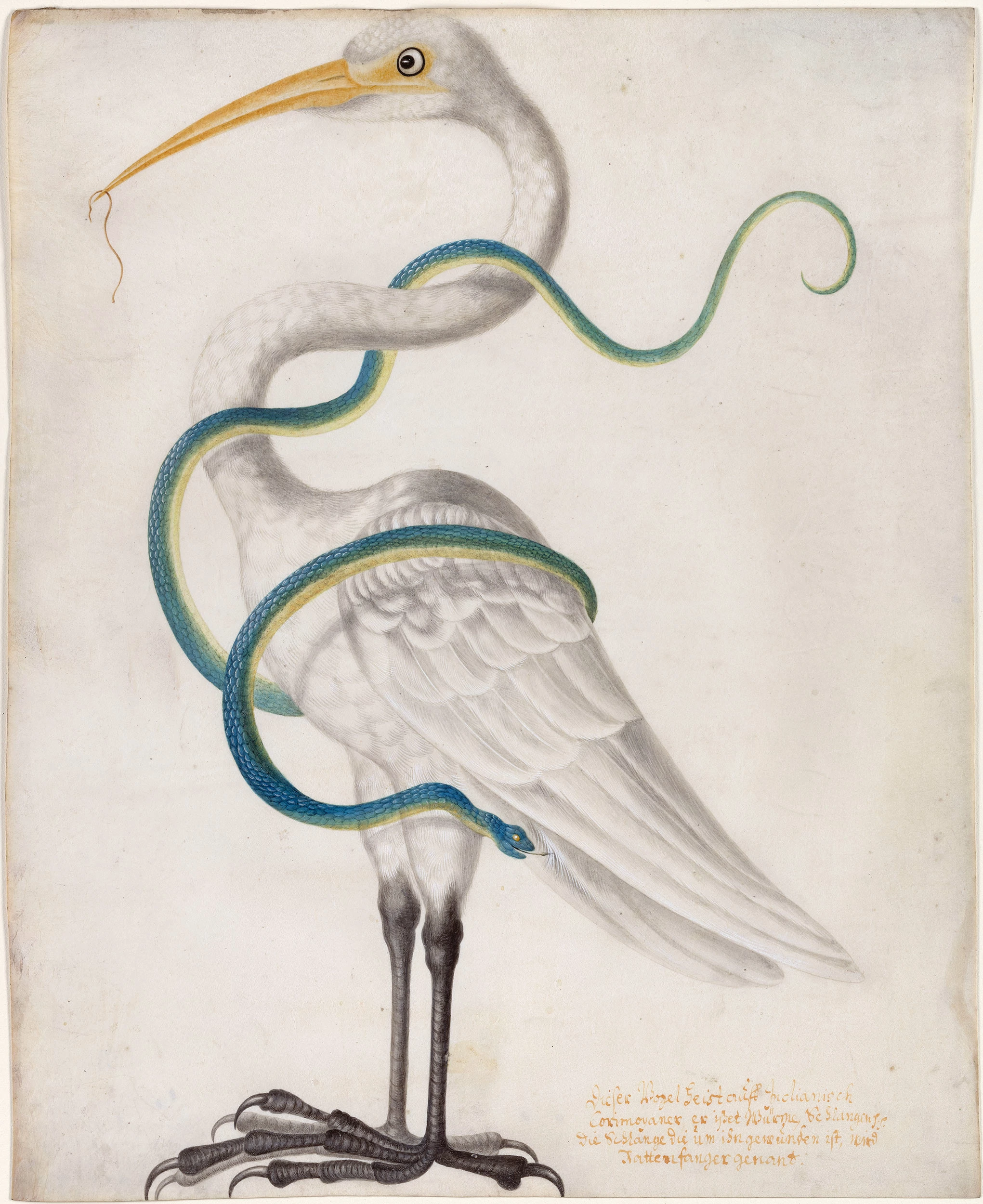 Heron Encircled by a Snake, Maria Sibylla Merian