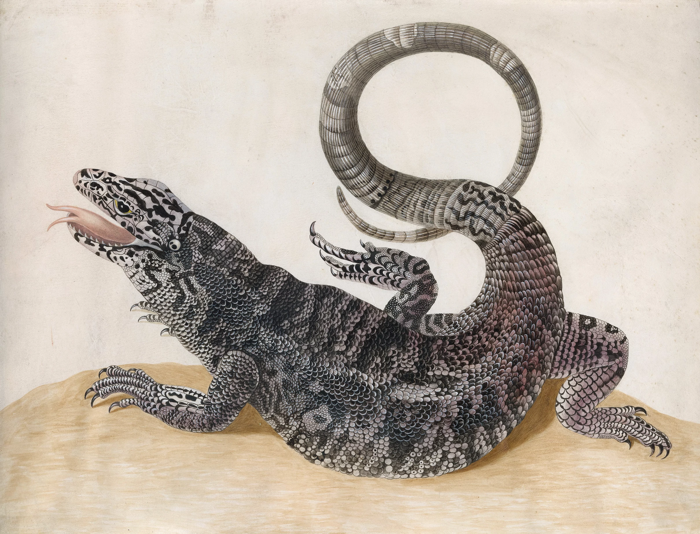 Black Tegu Lizard, Maria Sibylla Merian