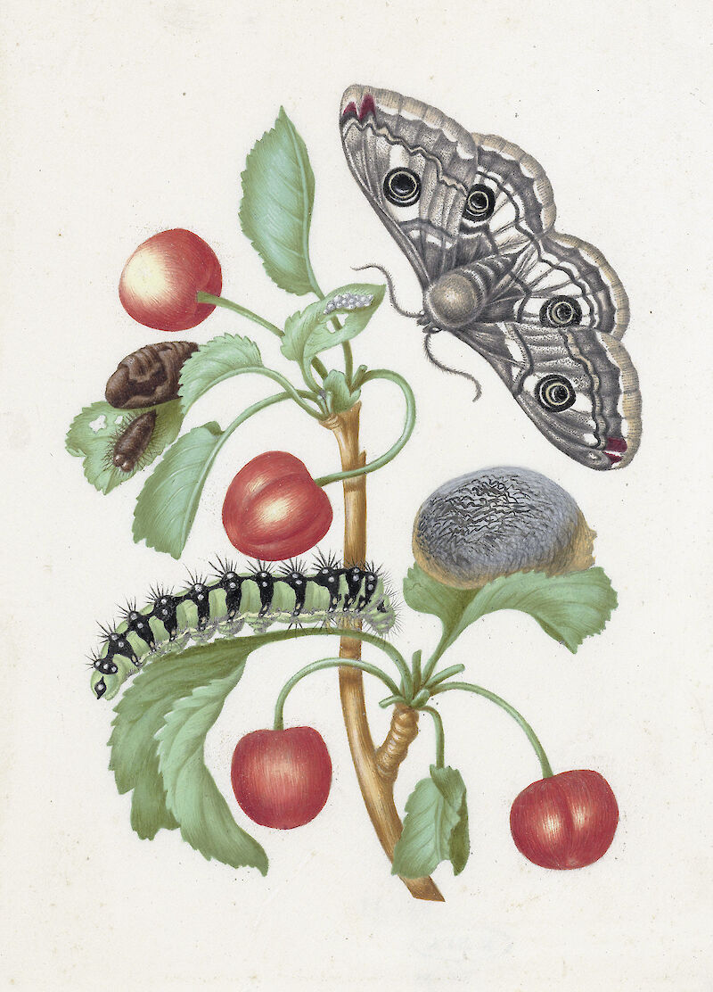 Metamorphosis of a Caterpillar to a Butterfly scale comparison