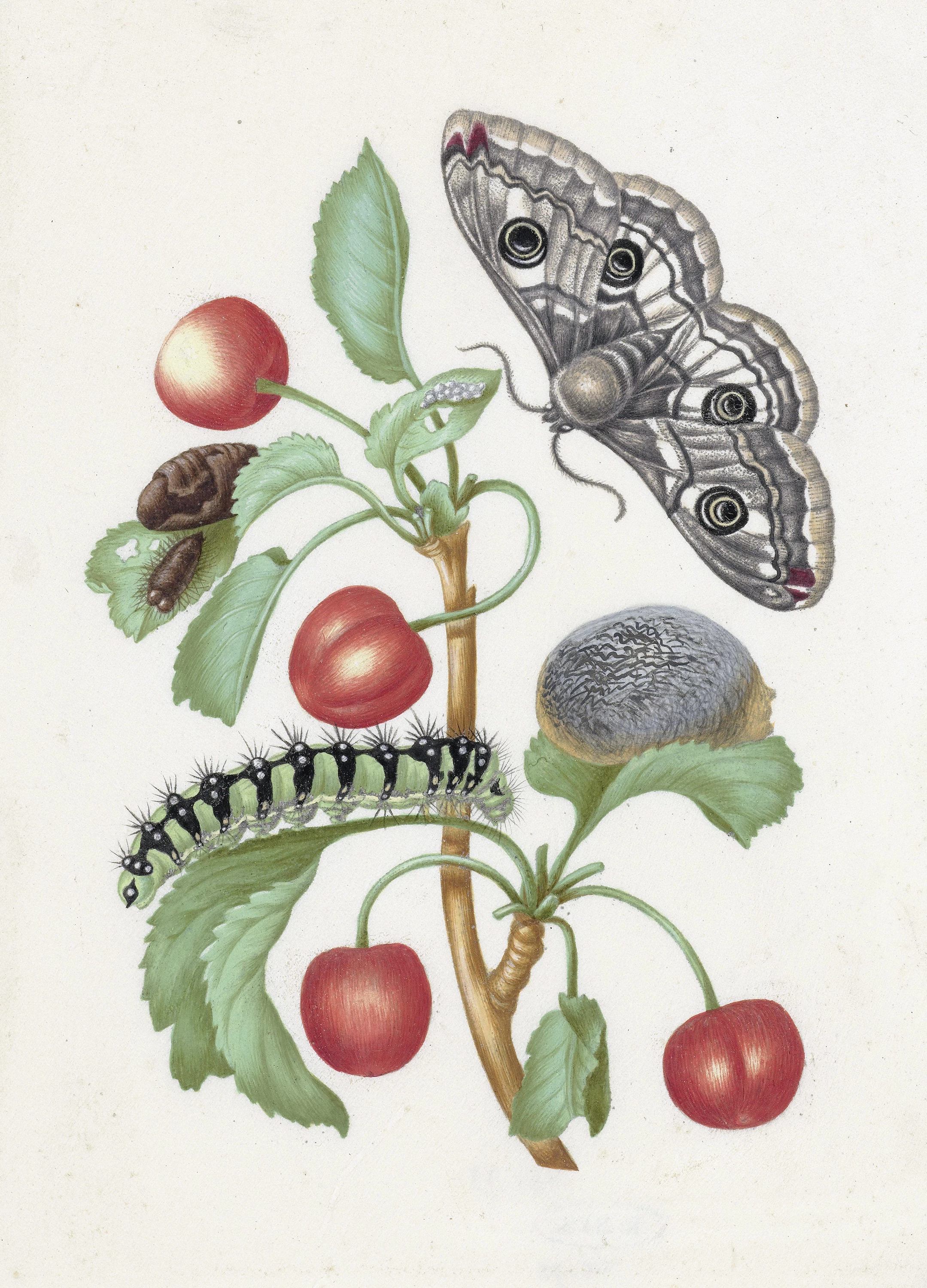 Metamorphosis of a Caterpillar to a Butterfly, Maria Sibylla Merian