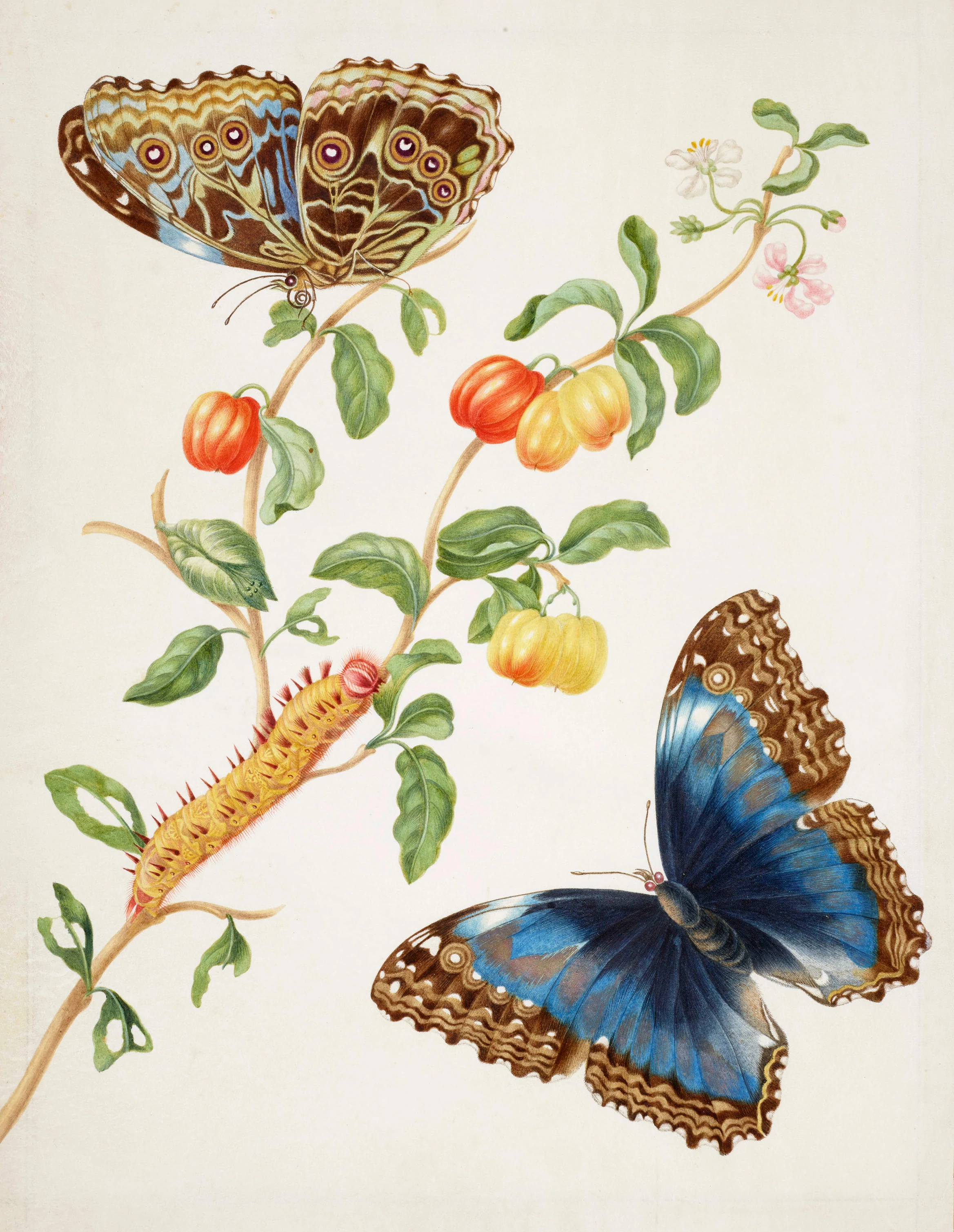 Branch of West Indian Cherry with Achilles Morpho Butterfly, Maria Sibylla Merian