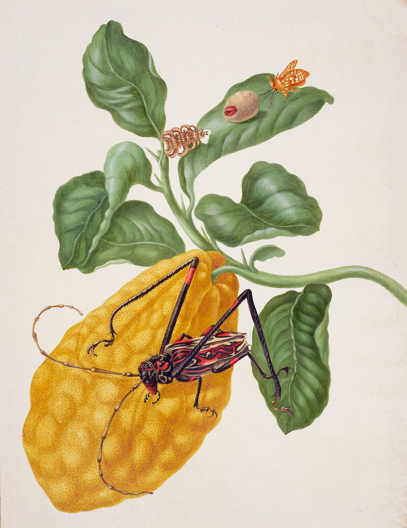 Citron with Monkey Slug Moth and Harlequin Beetle scale comparison