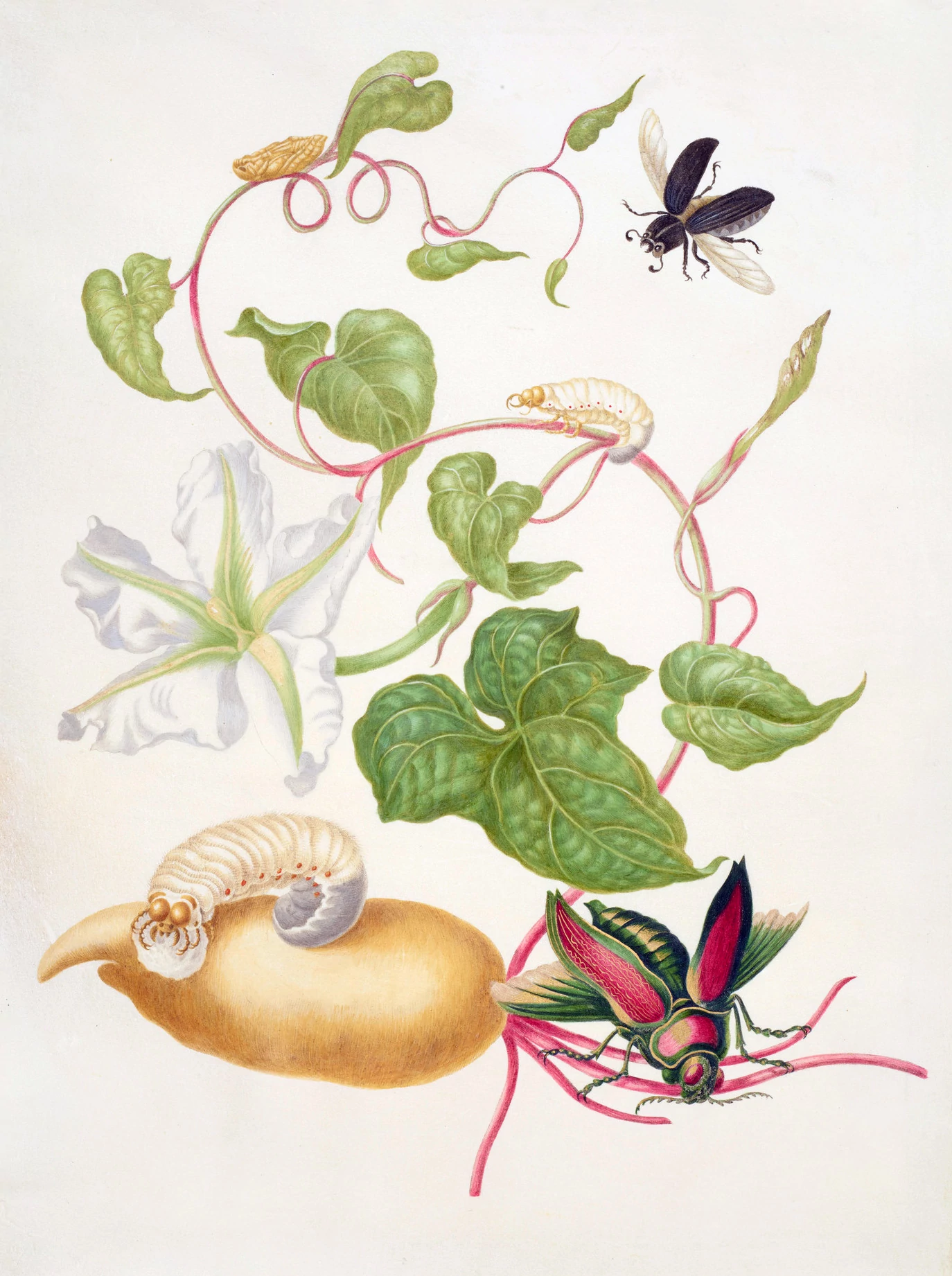 Tropical White Morning Glory with two beetles, Maria Sibylla Merian