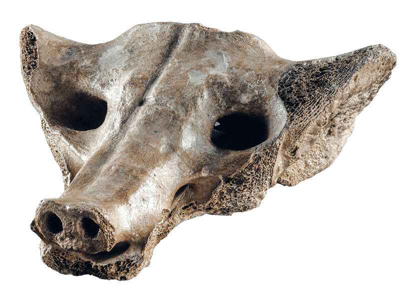 Camelid Sacrum in the Shape of a Canine, zoomed in