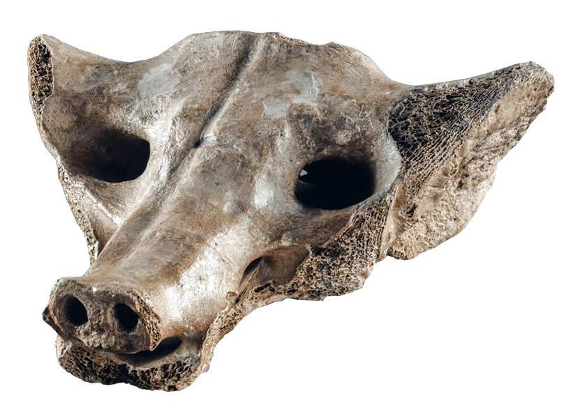 Camelid Sacrum in the Shape of a Canine, Upper Paleolithic