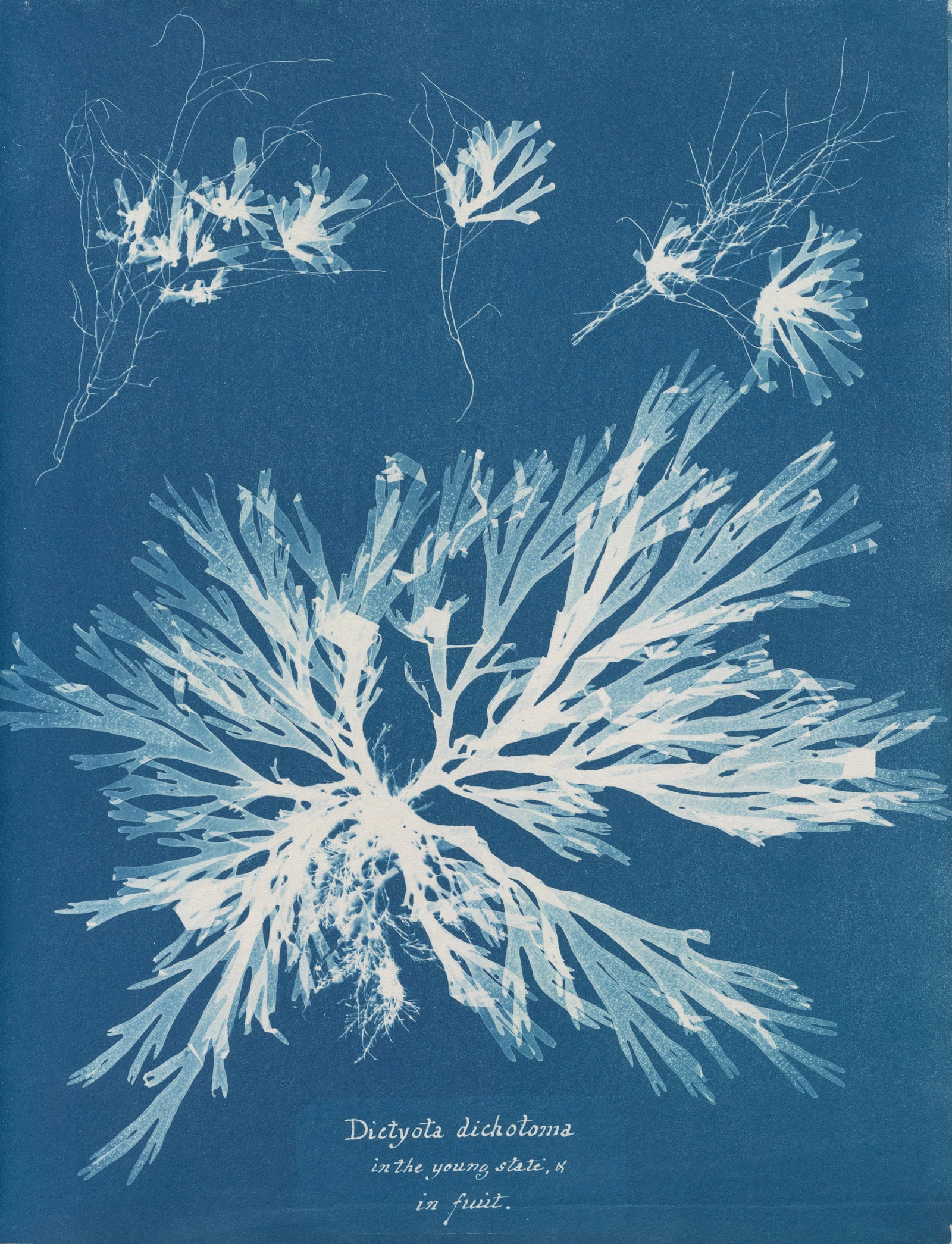 Dictyota dichotoma (Forkweed), Anna Atkins