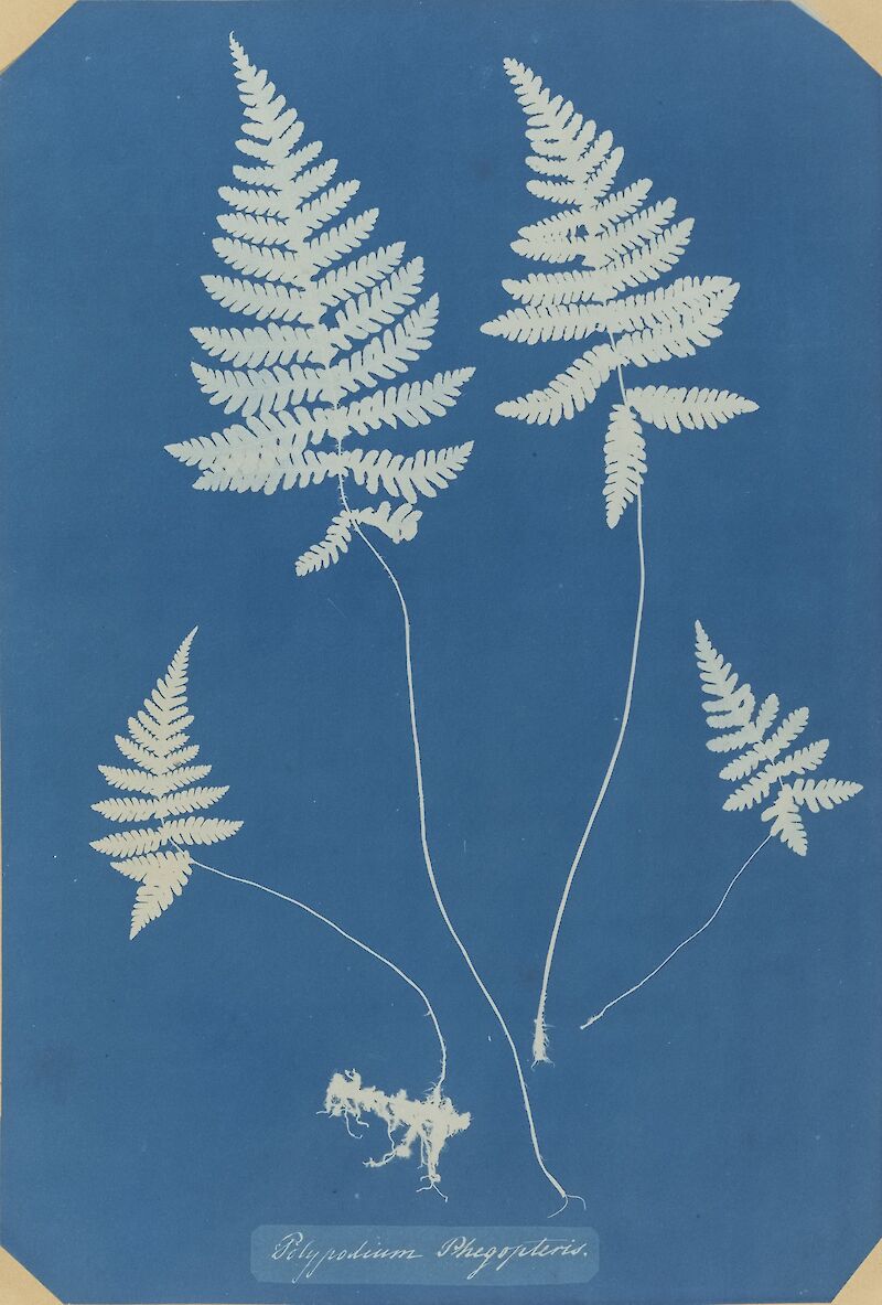 Polypodium Phegopteris (Northern beech fern) scale comparison