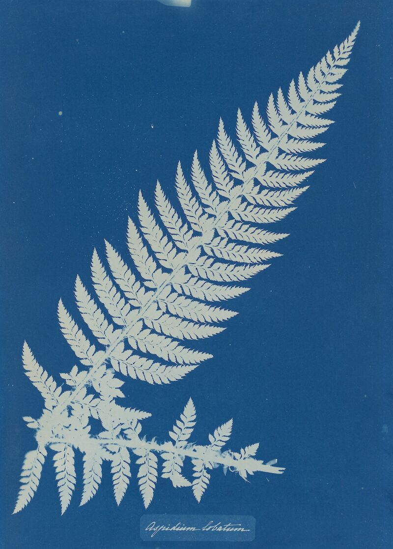 Aspidium Lobatium scale comparison