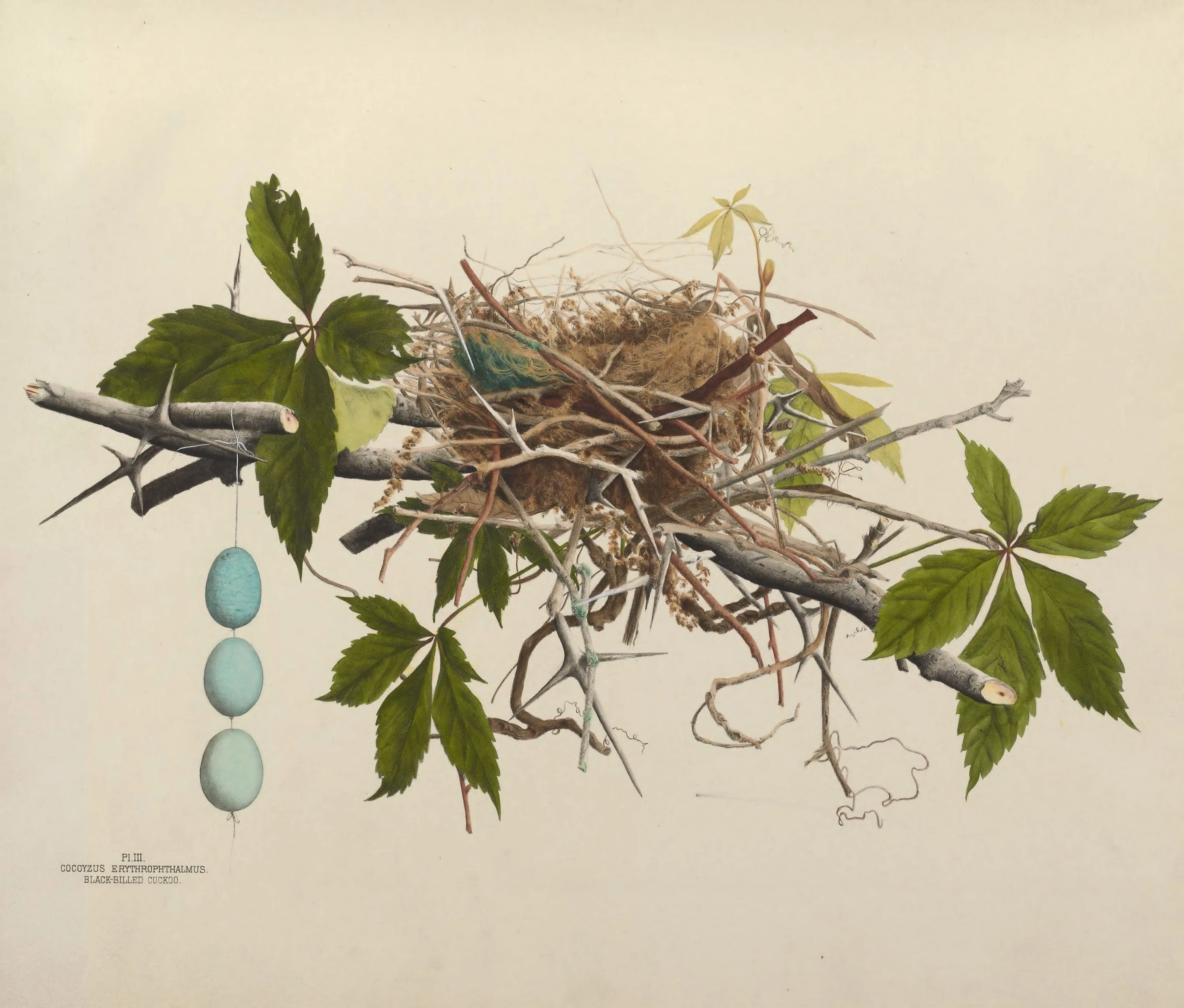 Plate 3. Black-Billed Cuckoo, Genevieve Jones