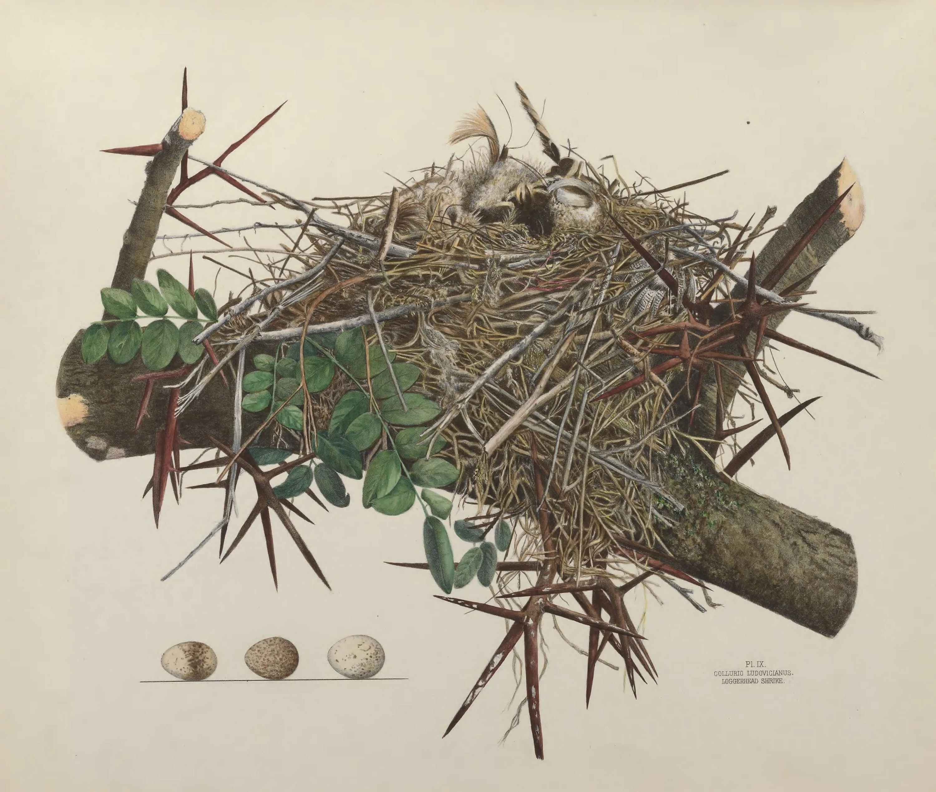 Plate 9. Loggerhead Shrike, Genevieve Jones