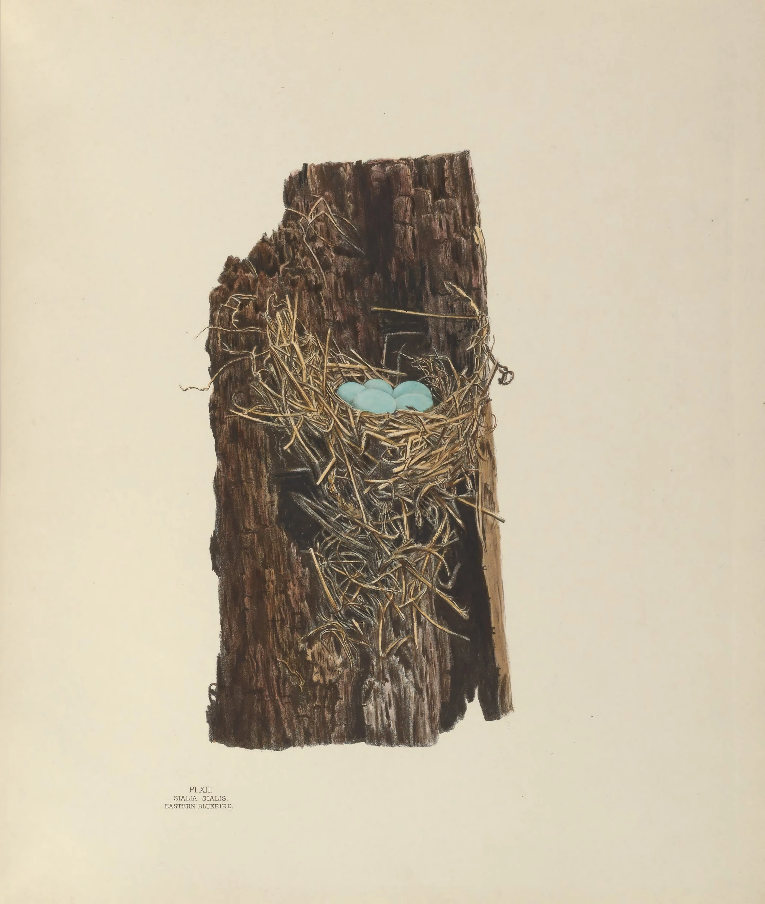 Plate 12. Eastern Bluebird, Genevieve Jones