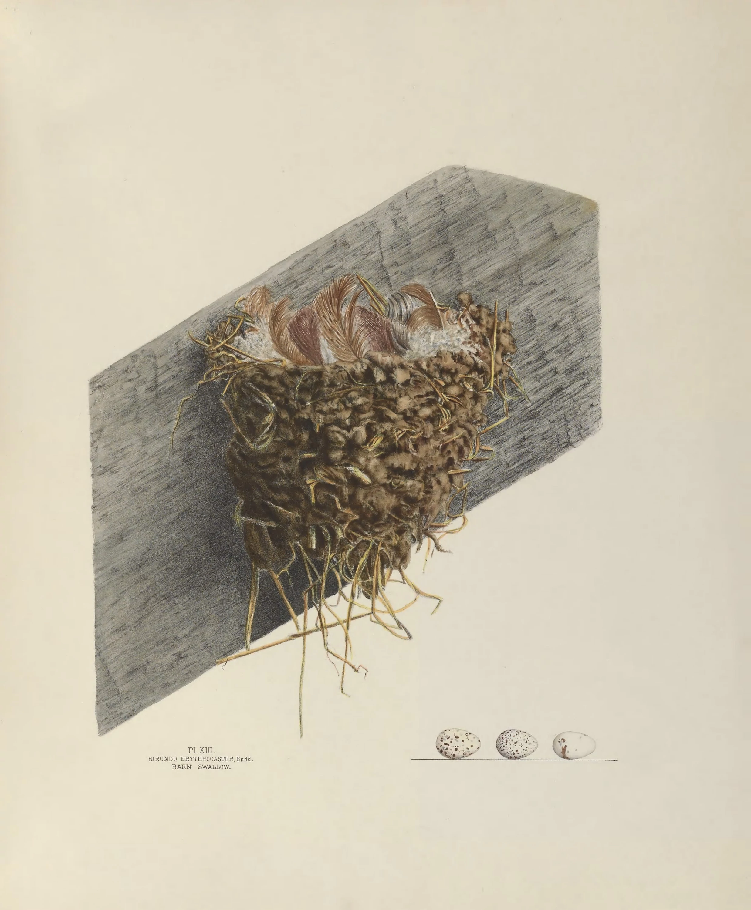 Plate 13. Barn Swallow, Genevieve Jones