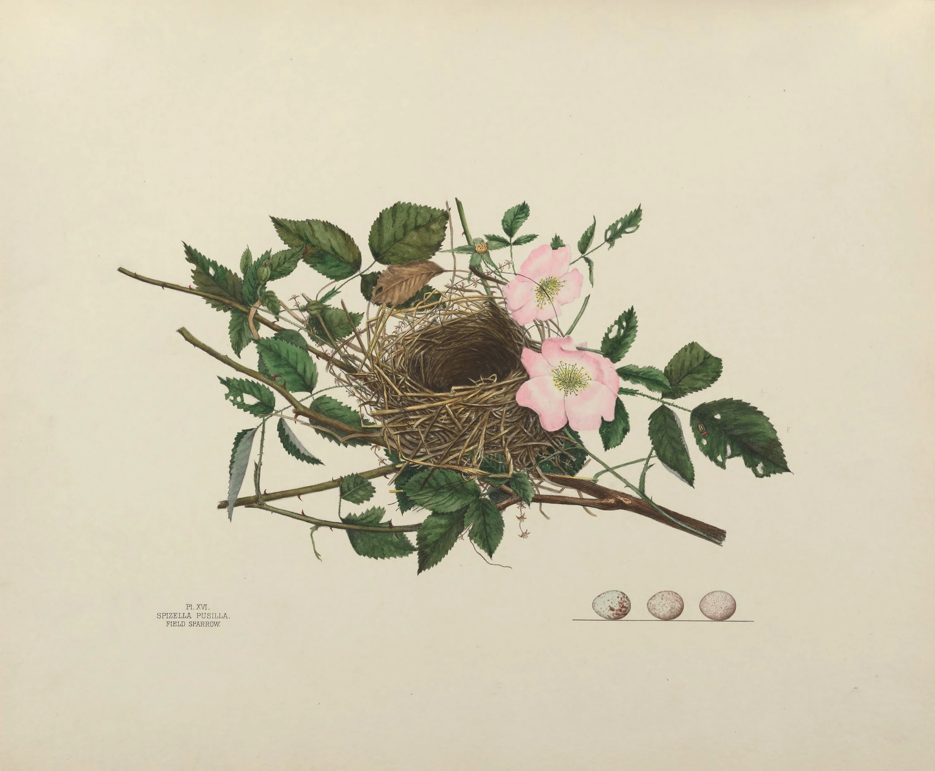 Plate 16. Field Sparrow, Genevieve Jones