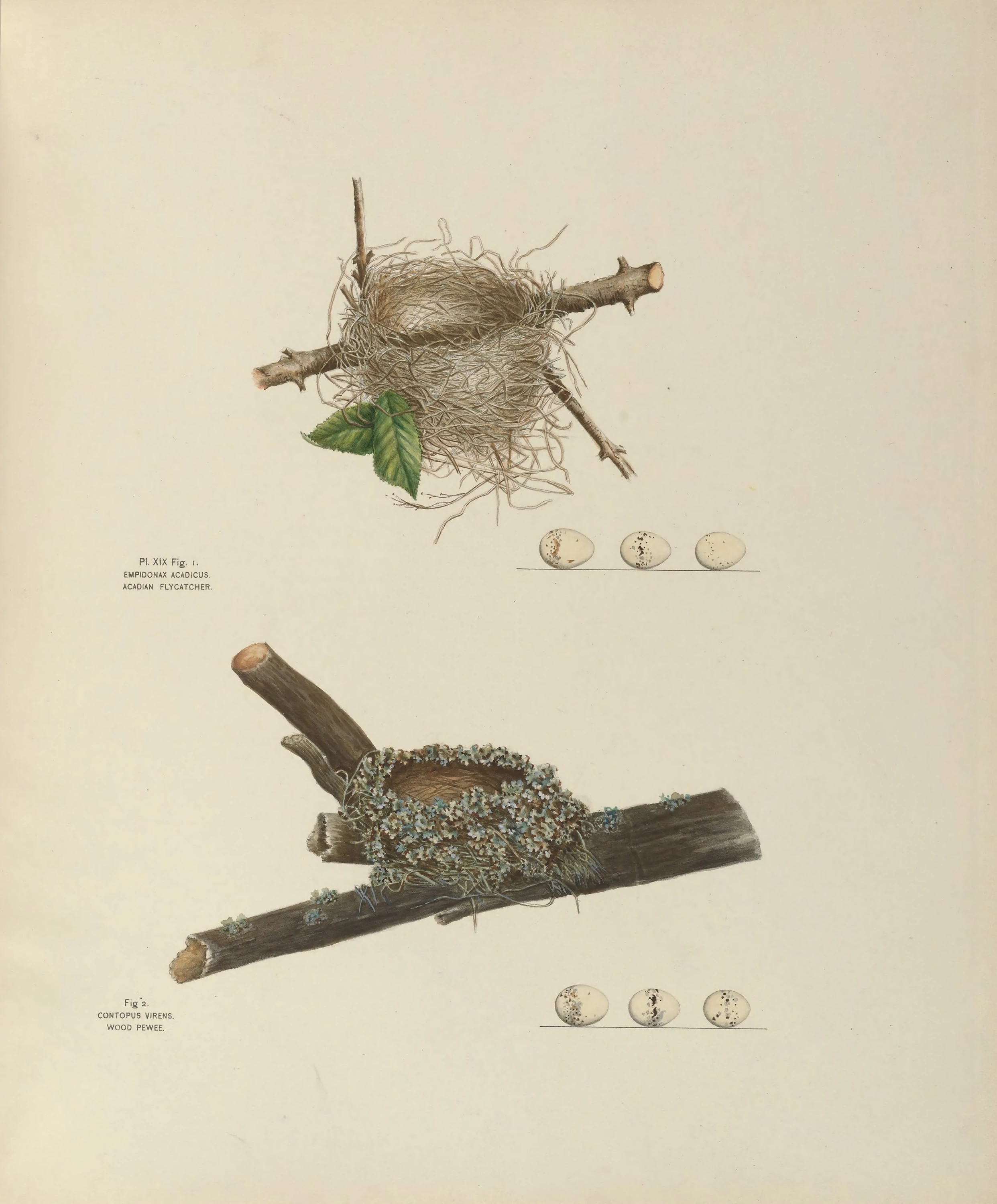 Plate 19. Acadian Flycatcher & Wood Pewee, Genevieve Jones