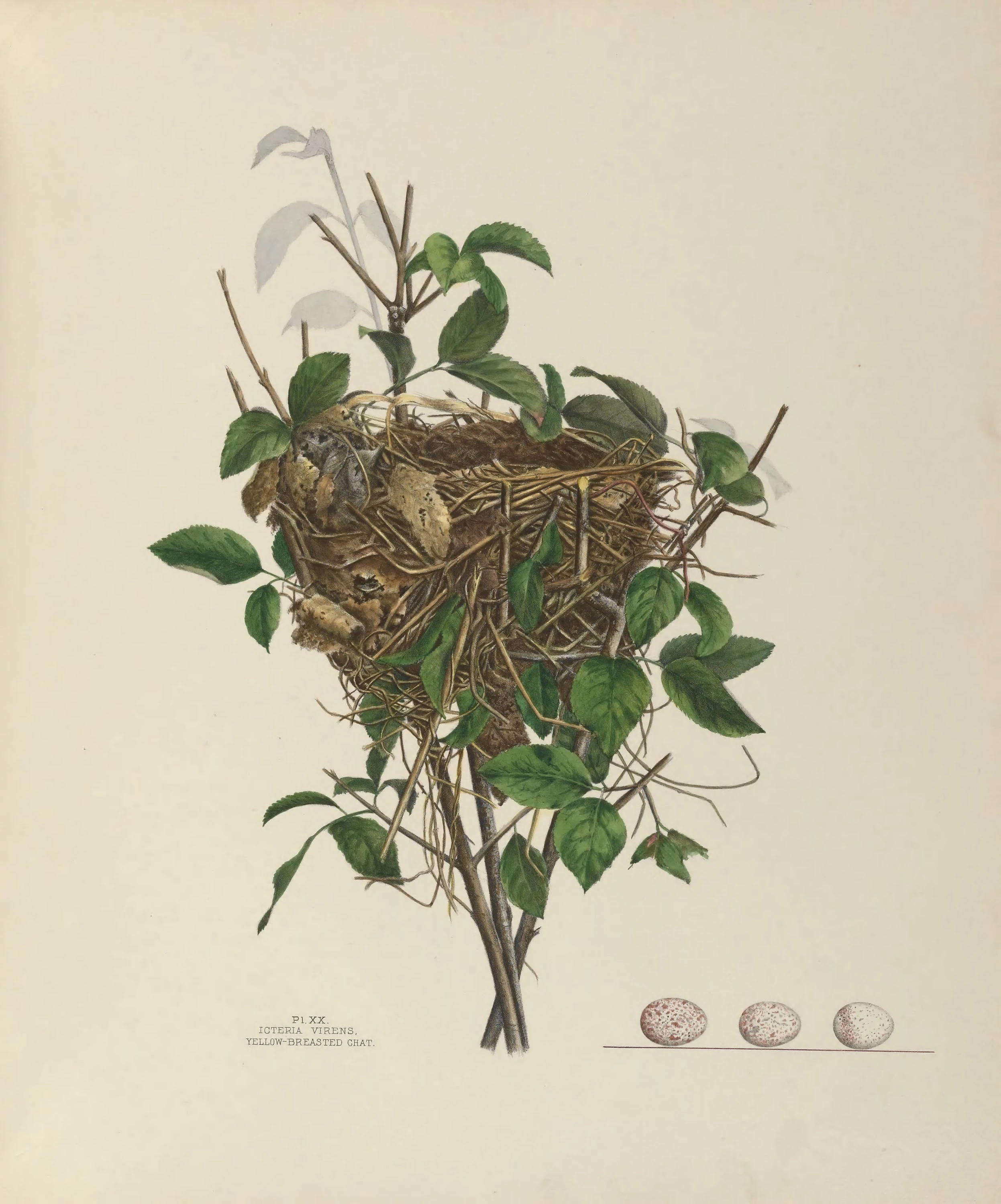 Plate 20. Yellow-Breasted Chat, Genevieve Jones