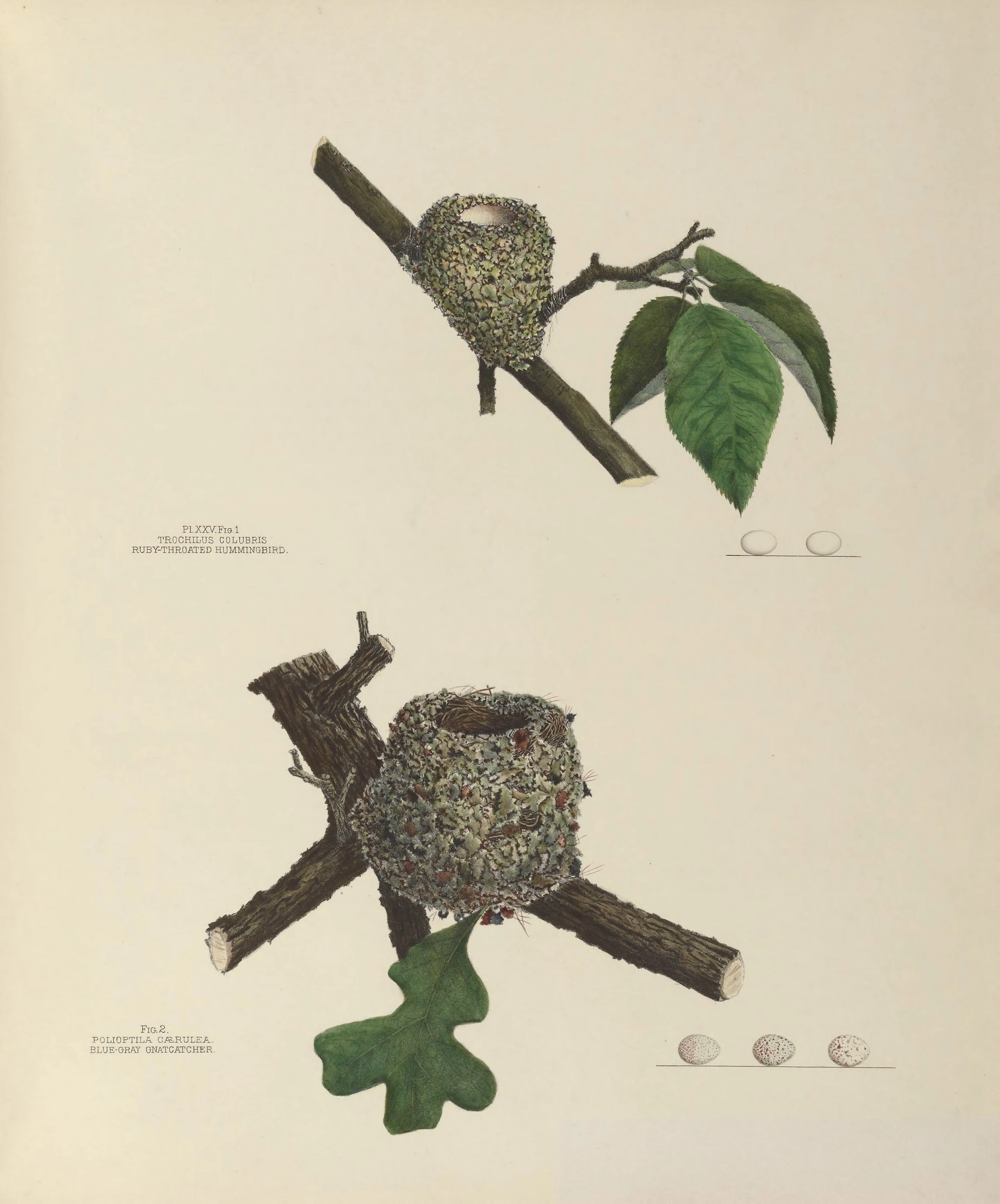 Plate 25. Ruby-Throated Hummingbird & Blue-Gray Gnatcatcher, Genevieve Jones