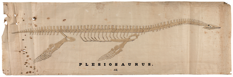 Plesiosaurus Skeleton scale comparison