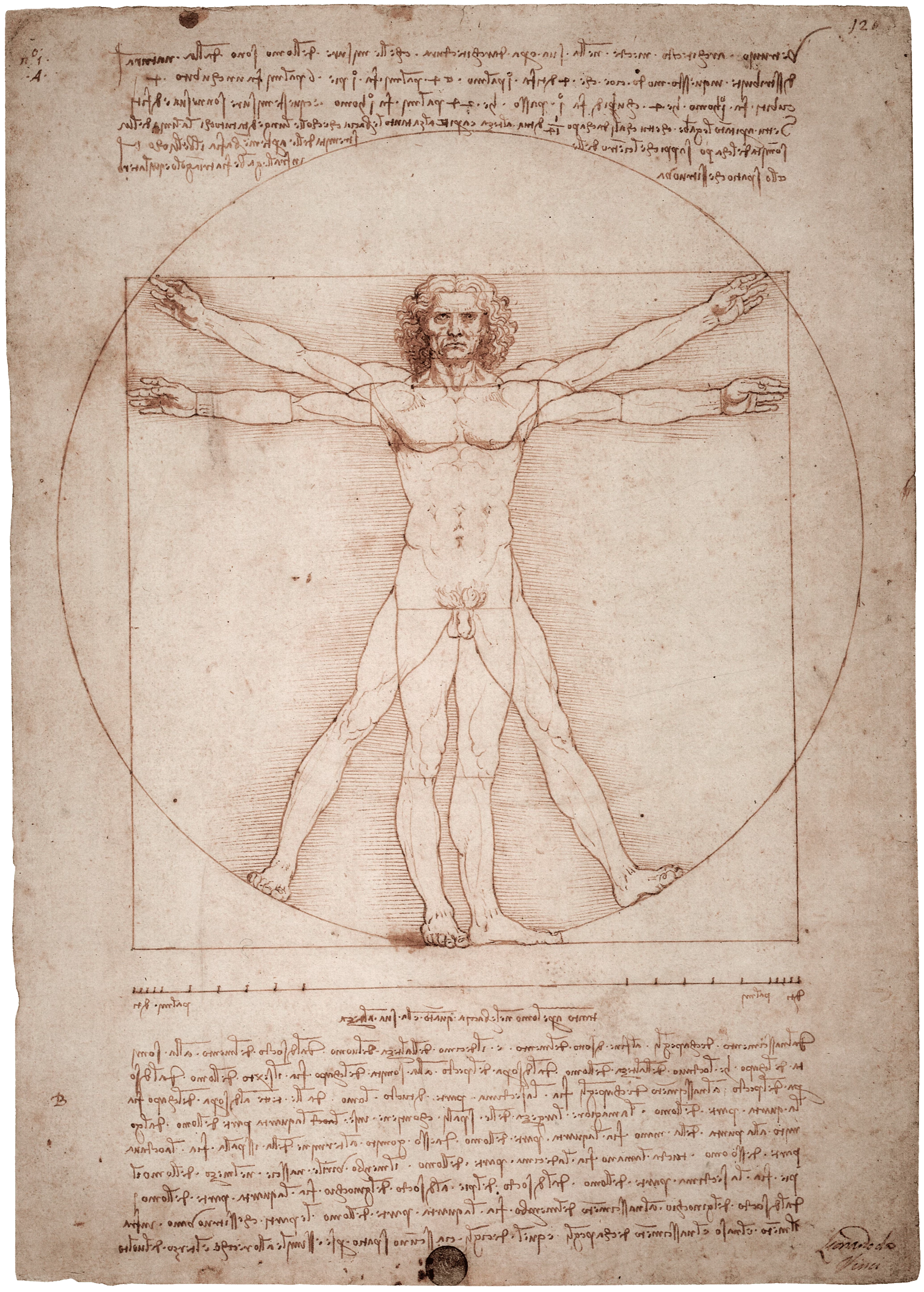 The Vitruvian Man, Leonardo da Vinci