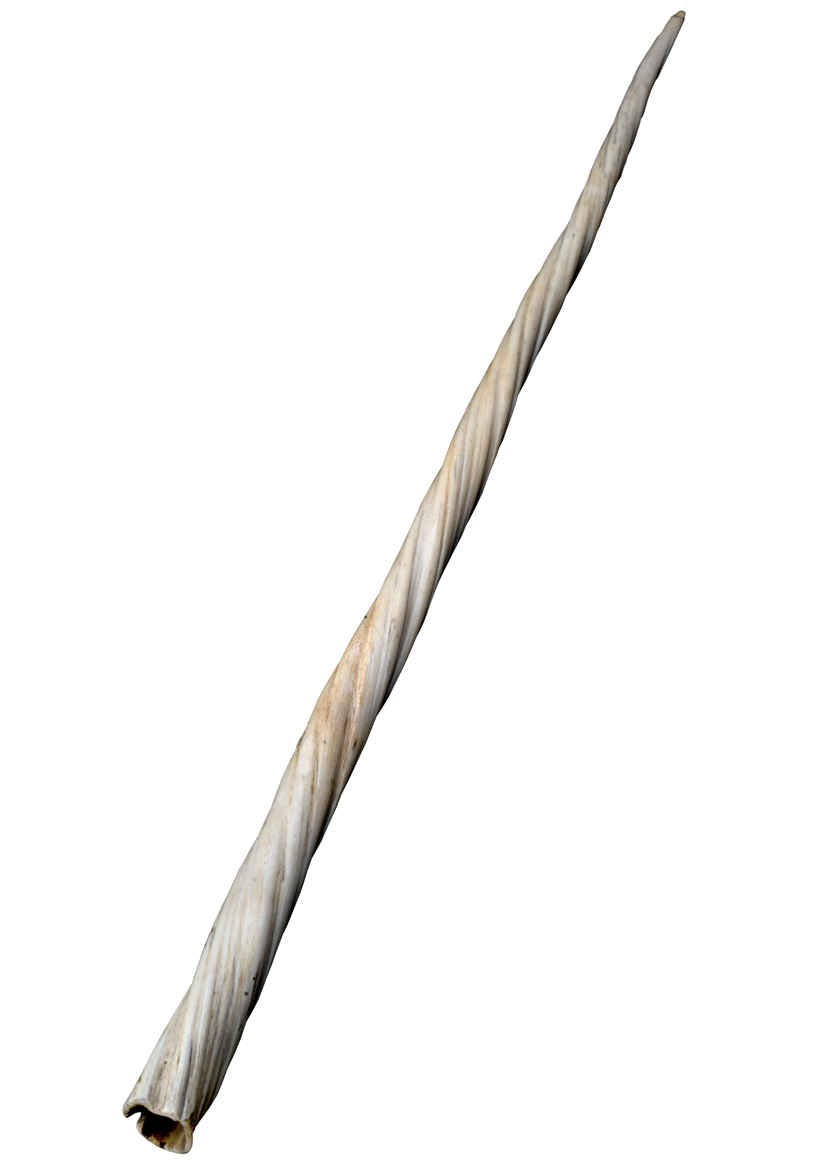 Narwhal tusk, zoomed in